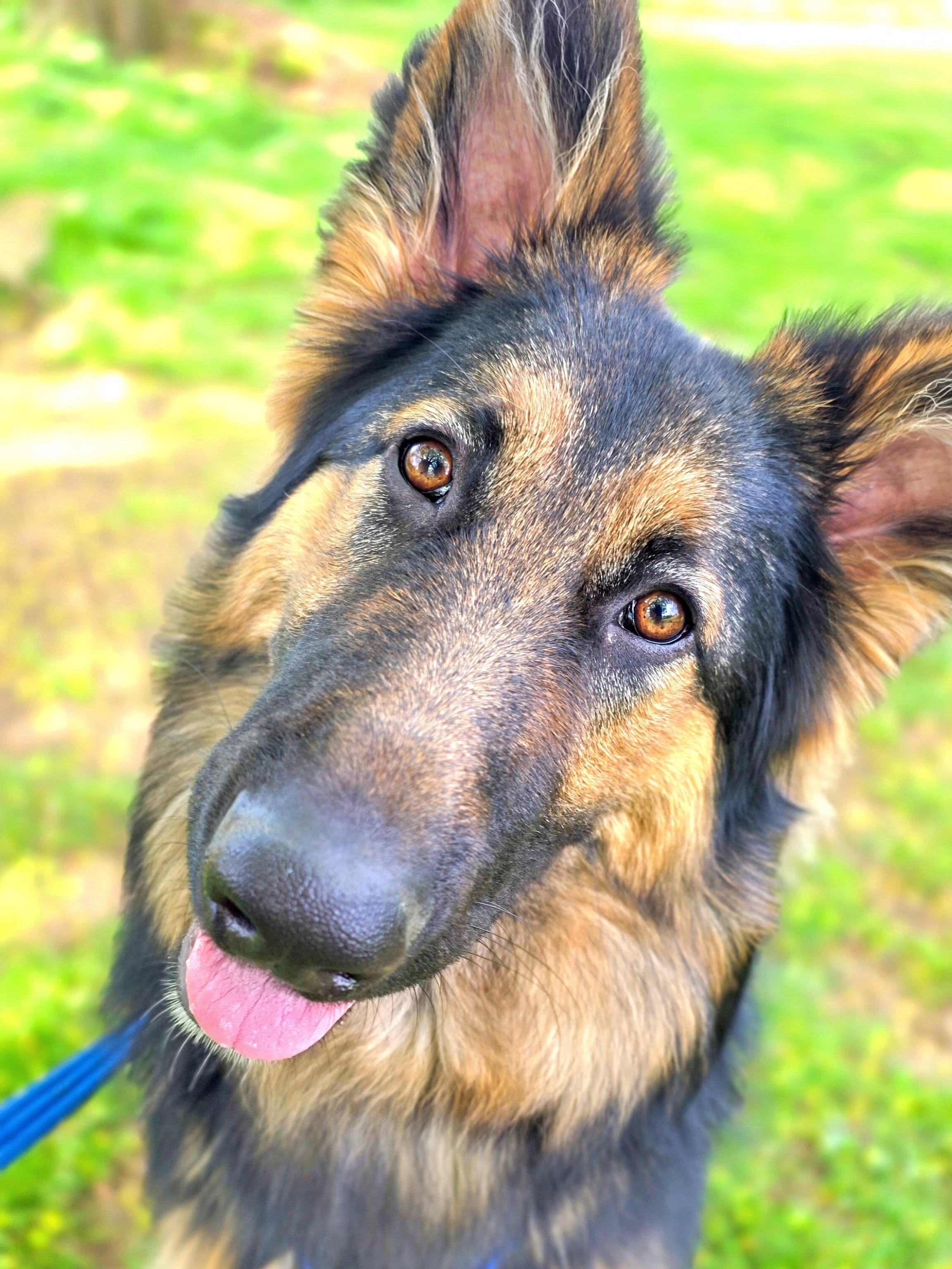 ~ 𝑻𝒉𝒊𝒔 𝑩𝒐𝒚 ~

Was good as gold today 🥰

Starting to learn that he doesn't need to react to triggers outdoors, excessive biting behaviour at home gone and he did everything we asked today out in the big wide world. He was the best boy at the b