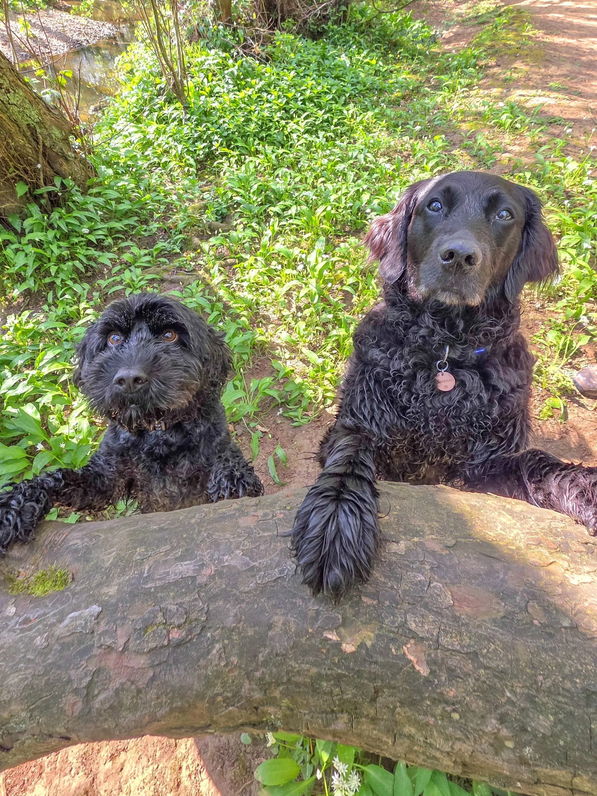 ~ 𝑾𝒂𝒕𝒆𝒓 𝑴𝒊𝒔𝒔𝒊𝒐𝒏 ~

We were on a mission to build Mia's confidence in water today, especially before summer comes. She's never felt confident enough to go past her toes before....a bit like me if it's freezing cold sea 🤣 Needless to say, 