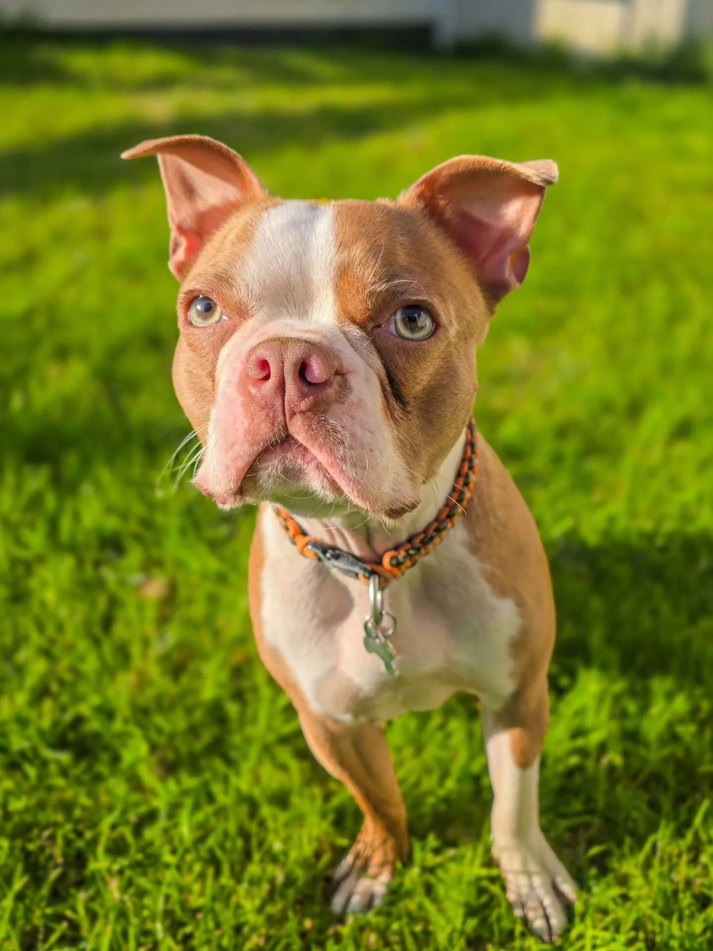~ 𝑯𝒆𝒍𝒍𝒐 𝑺𝒖𝒏𝒔𝒉𝒊𝒏𝒆 ~

Lenny's favourite thing in the world is his watering can 🚿 He brings it to you when you turn up. It's old, battered and loved, but on its last legs. He doesn't know it yet, but he's getting a brand new one for his Bi