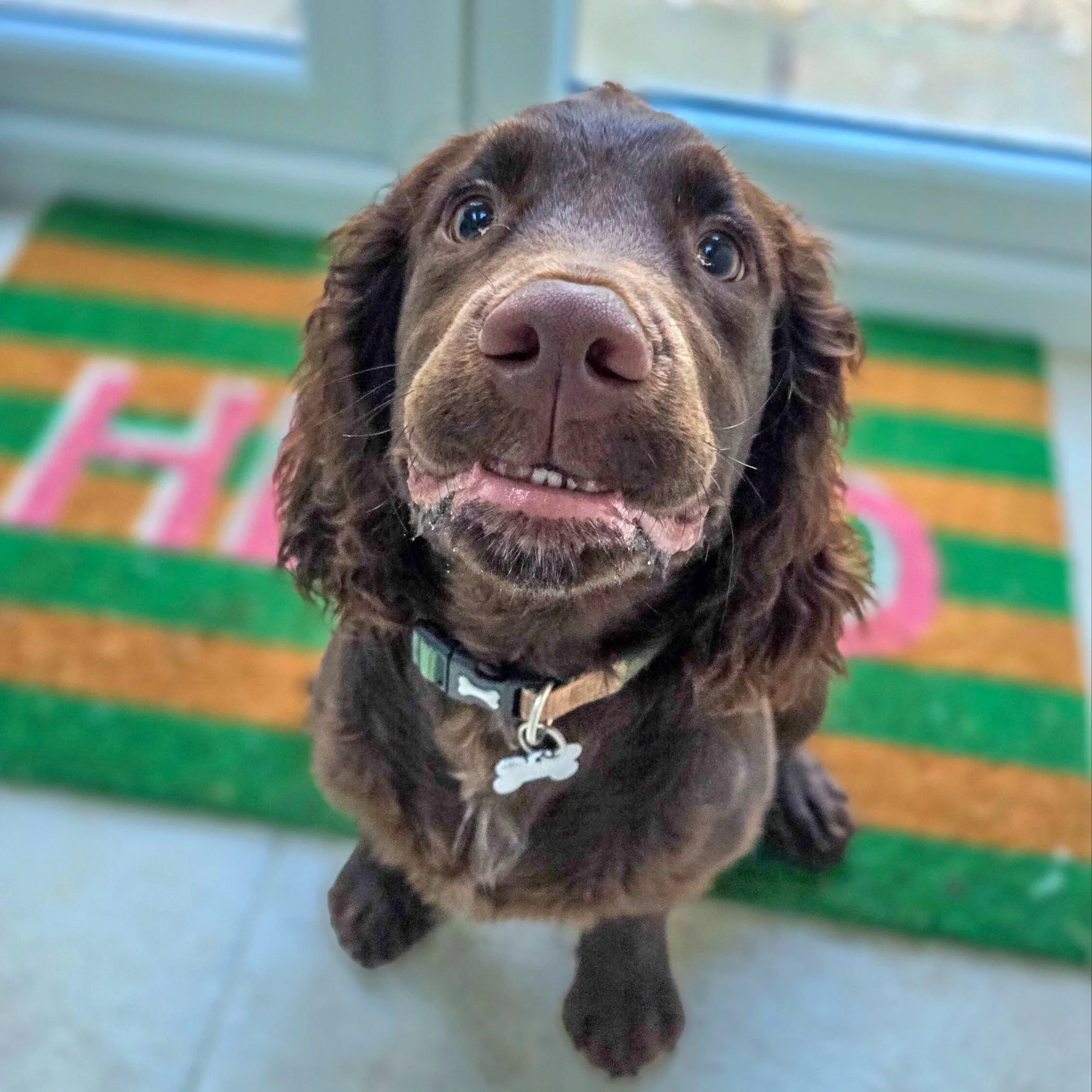 ~ 𝑺𝒑𝒓𝒐𝒄𝒌𝒆𝒓𝒔 ~

Meet Murphy! 😍

A little baby sprocker who is a total whirlwind, just as sprockers are 🌪 Picture 3 basically sums up life with one 🤣 If you're looking for a super chilled out dog at home without working their brains and bod