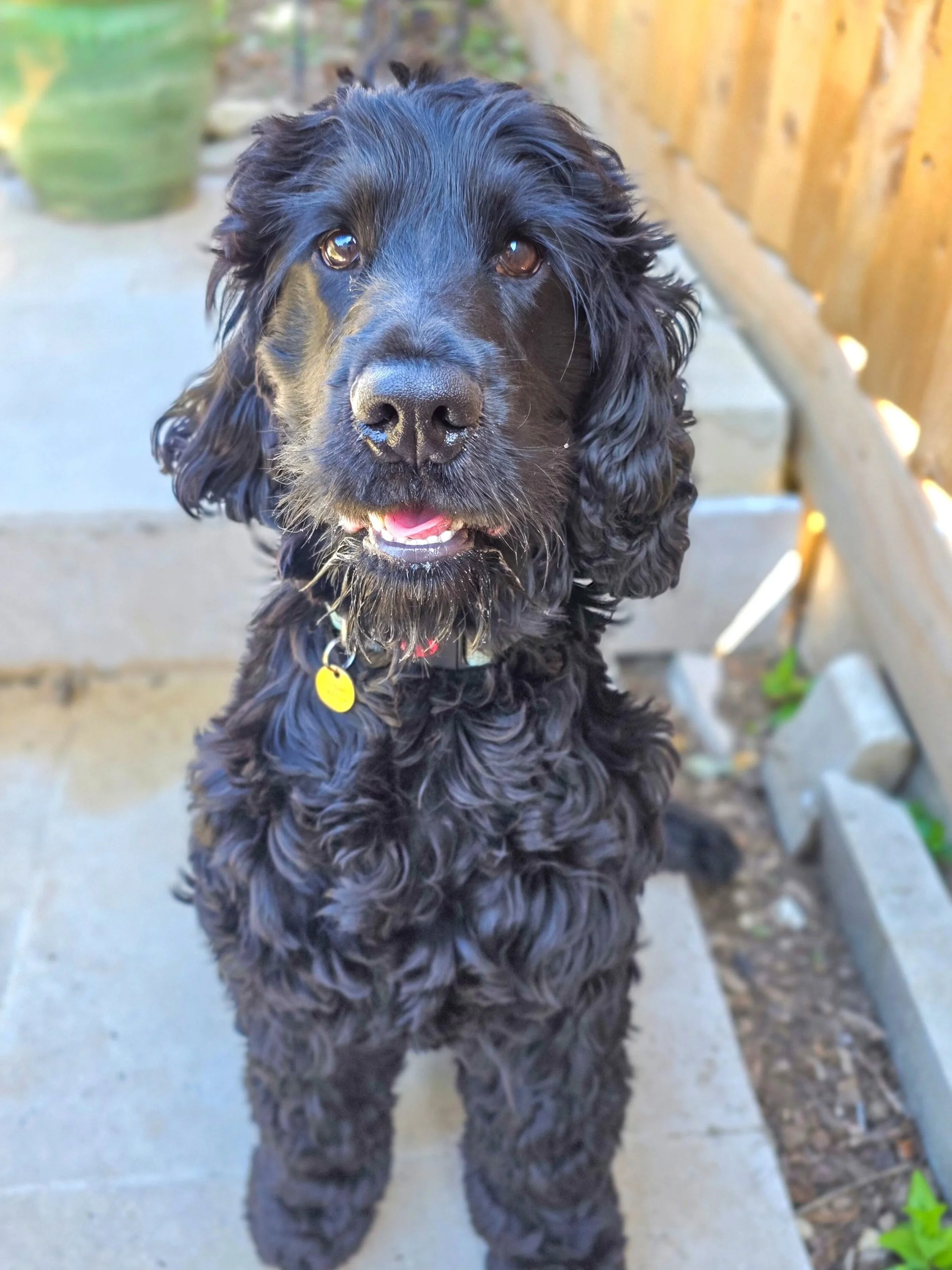 ~ 𝑯𝒂𝒑𝒑𝒚 𝑩𝒐𝒚 ~

And the winner of the World's Happiest Boy goes to....Loki! 👏 

I don't think there's anything that could phase this boy, other than the hoover....and we're working on that already 👌 Recall starting to look super precise, lea