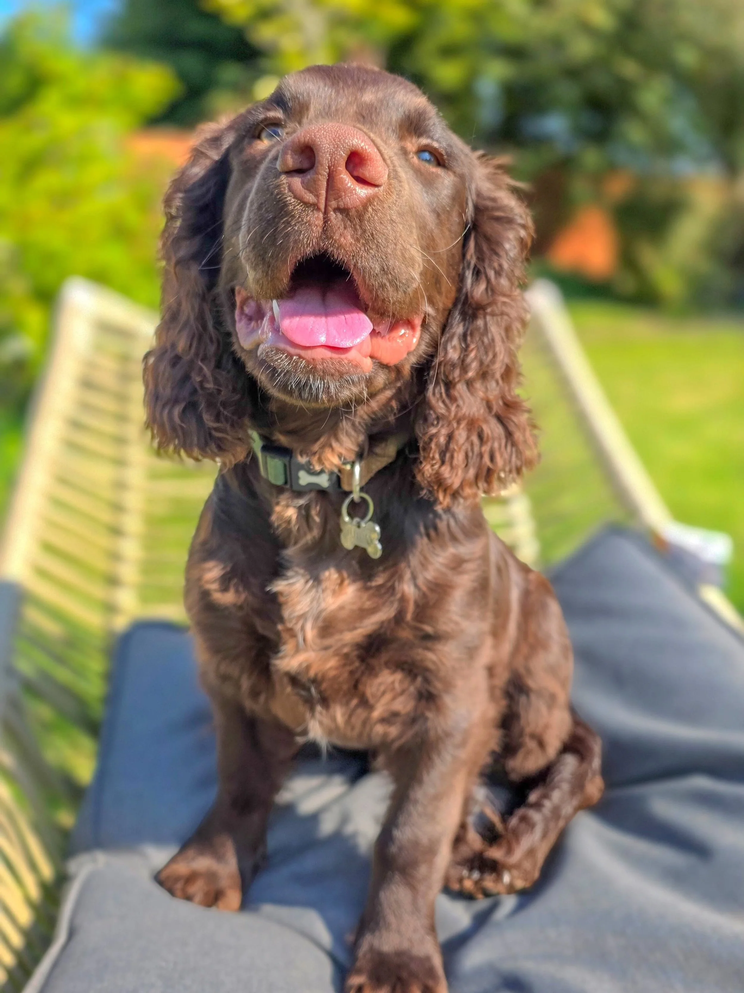 ~ 𝑮𝒆𝒕𝒕𝒊𝒏𝒈 𝑩𝒊𝒈! ~

My word, it's only been four days since I last saw him and I swear Murphy has doubled in size in that time. He's outgrown his harness since I saw him last week 😮 Boy is growing quick! 

Lovely progress with his puppy trai