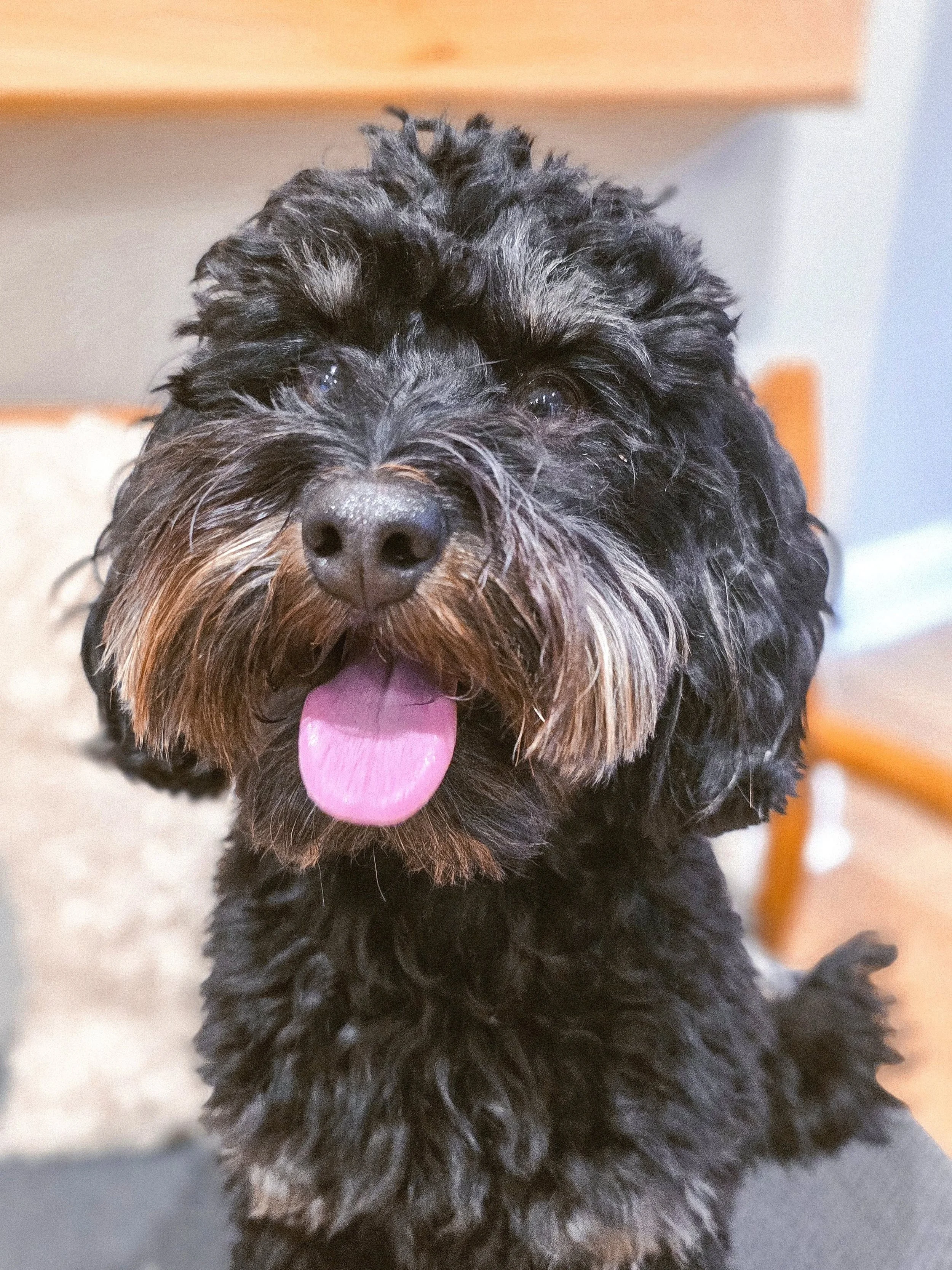 ~ 𝑻𝒊𝒎𝒆 𝑭𝒐𝒓 𝑪𝒉𝒂𝒏𝒈𝒆 ~

Meet Lando 😍 

He's a complex little guy who reacts to triggers on walks as fast as his F1 namesake drives. It's making life and walks pretty miserable for him and his team. 

First steps: lifestyle changes, diet ch