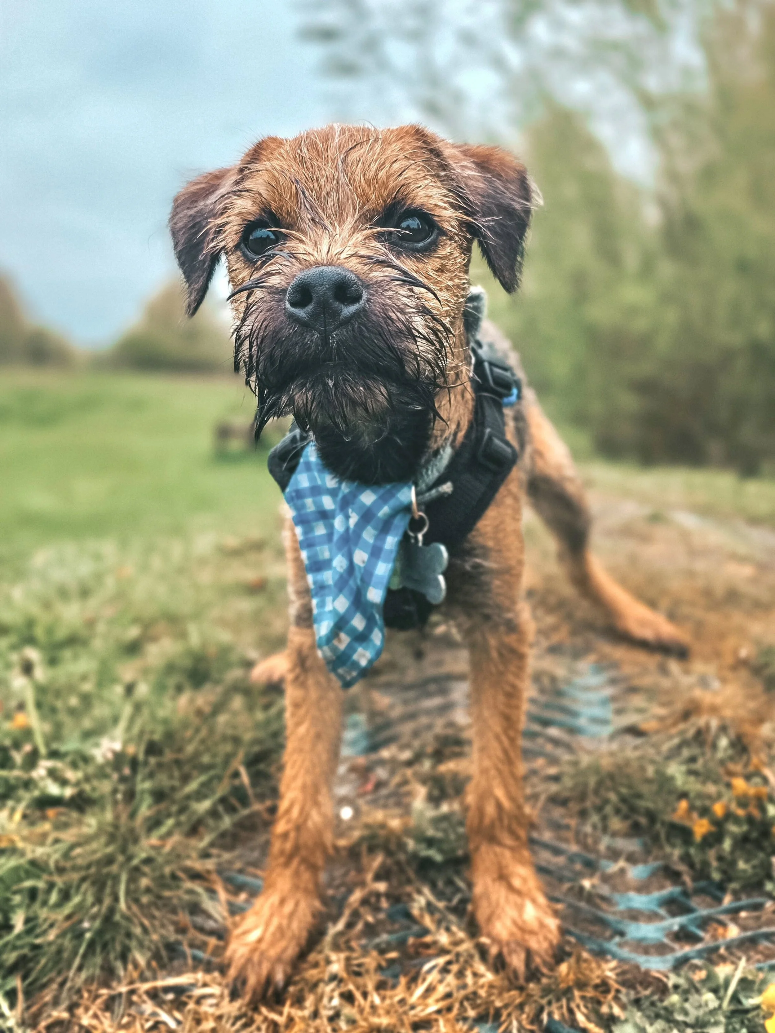 ~ 𝑨𝒕𝒕𝒂𝒃𝒐𝒚 𝑩𝒓𝒂𝒎𝒃𝒍𝒆! ~

It's really, really hard to believe Bramble isn't quite 5 months old. He is just so incredibly good, happy, talented and clever. I just adore being around him. 

Put his skills to the test this time with all the di