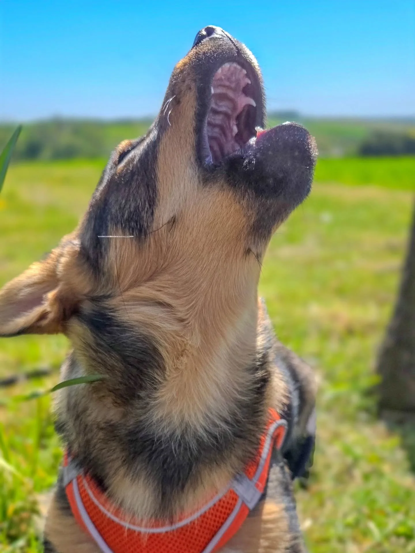~ 𝑺𝒖𝒎𝒎𝒆𝒓 𝑹𝒆𝒂𝒅𝒚 ~

If you want those perfect long summer evening walks with your dog, you've got to have been putting the work in by now. Team Steve have certainly been doing that because, my word, this boy is exceptional for his age. He's 