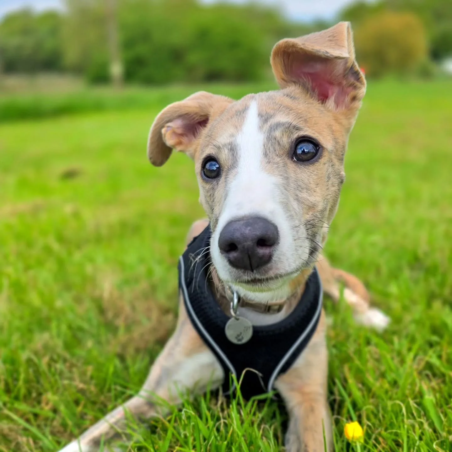 ~ 𝑳𝒊𝒕𝒕𝒍𝒆 𝑳𝒐𝒖𝒊𝒔 ~

New sights and sounds for little Louis on his puppy training graduation! He did beautifully and worked so well with us despite there being loads of people, kids and dogs! Just how we want graduation to go 🥳

Congratulati