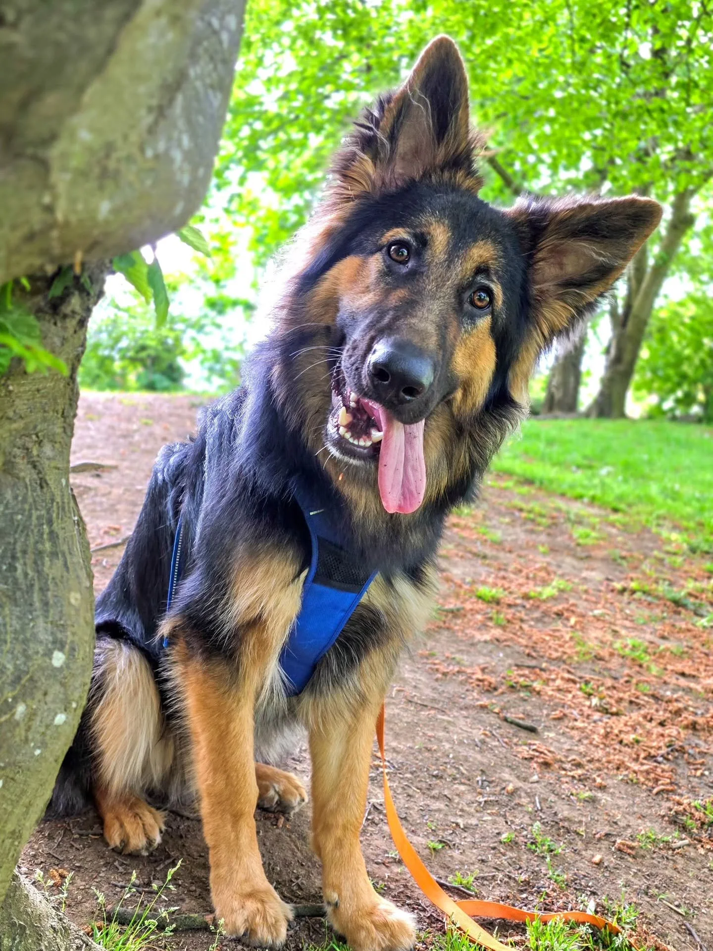 ~ 𝑮𝒐𝒐𝒇𝒚 ~

Another graduation this week and this time it's Benji 🥰 

Puppy-come-teenager and full of the energy of both. He's massive already and still got growing to do 🤣

I was asked to help with Benji's reactions to dogs, cars, traffic, peo