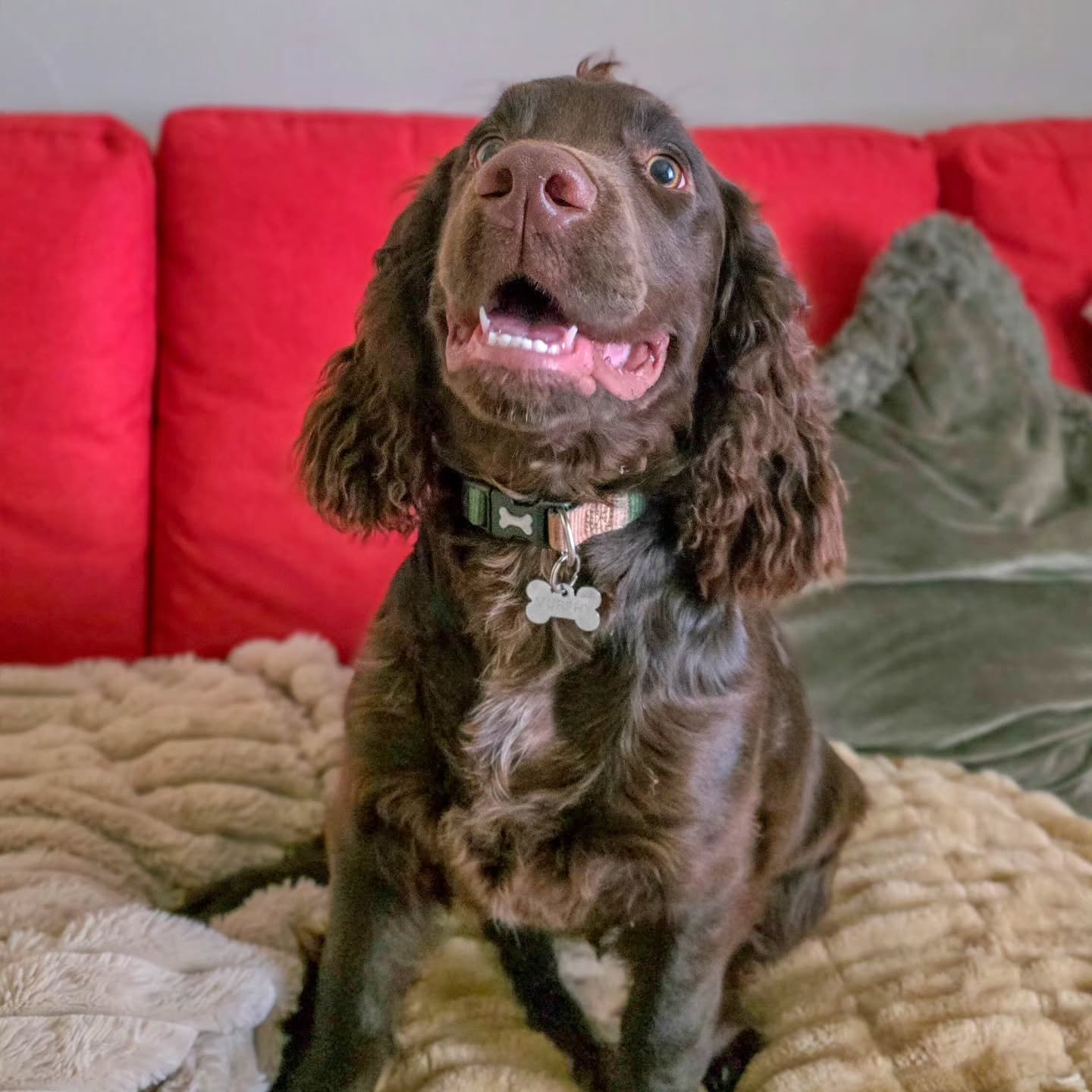 ~ 𝑩𝒖𝒔𝒚 𝑩𝒐𝒚𝒔 ~

You can probably tell from these pics that sitting still doesn't come easy to Murphy. Sprockers are busy at the best of times...and then there's Murphy 🤣 

HOWEVER, the puppy training foundations are sinking in and gorgeous gl