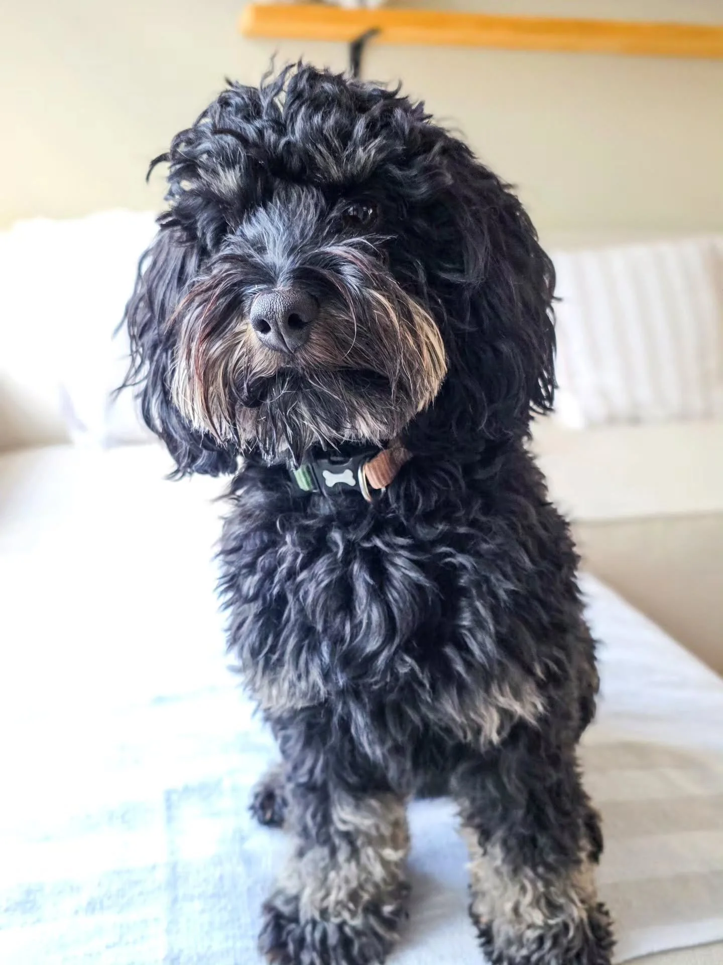 ~ 𝑺𝒕𝒆𝒑 𝒃𝒚 𝑺𝒕𝒆𝒑 ~

Bit by bit we're chipping away at the anxieties Lando has. Indoor barking has reduced significantly already. Lots to train, lots for him to learn yet! 💪 Being such a good boy so far 🤎