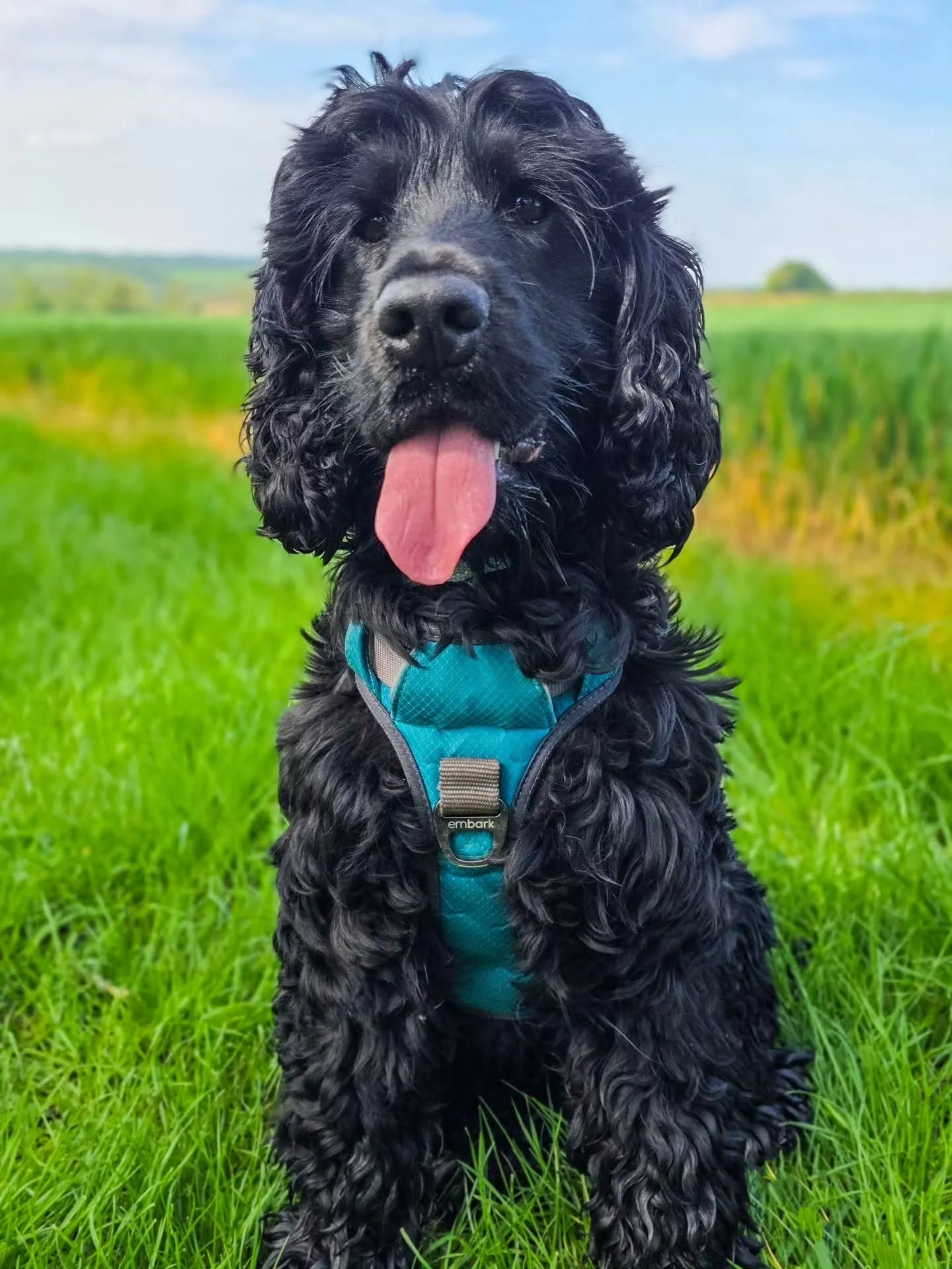 ~ 𝑮𝒐𝒐𝒅 𝑻𝒊𝒎𝒆𝒔 ~

We had such a great session with Loki 🥰

Being distracted by everything and anything outdoors and letting the world know about it when he is has been high on the training agenda to fix. So, now he understands some fundamenta