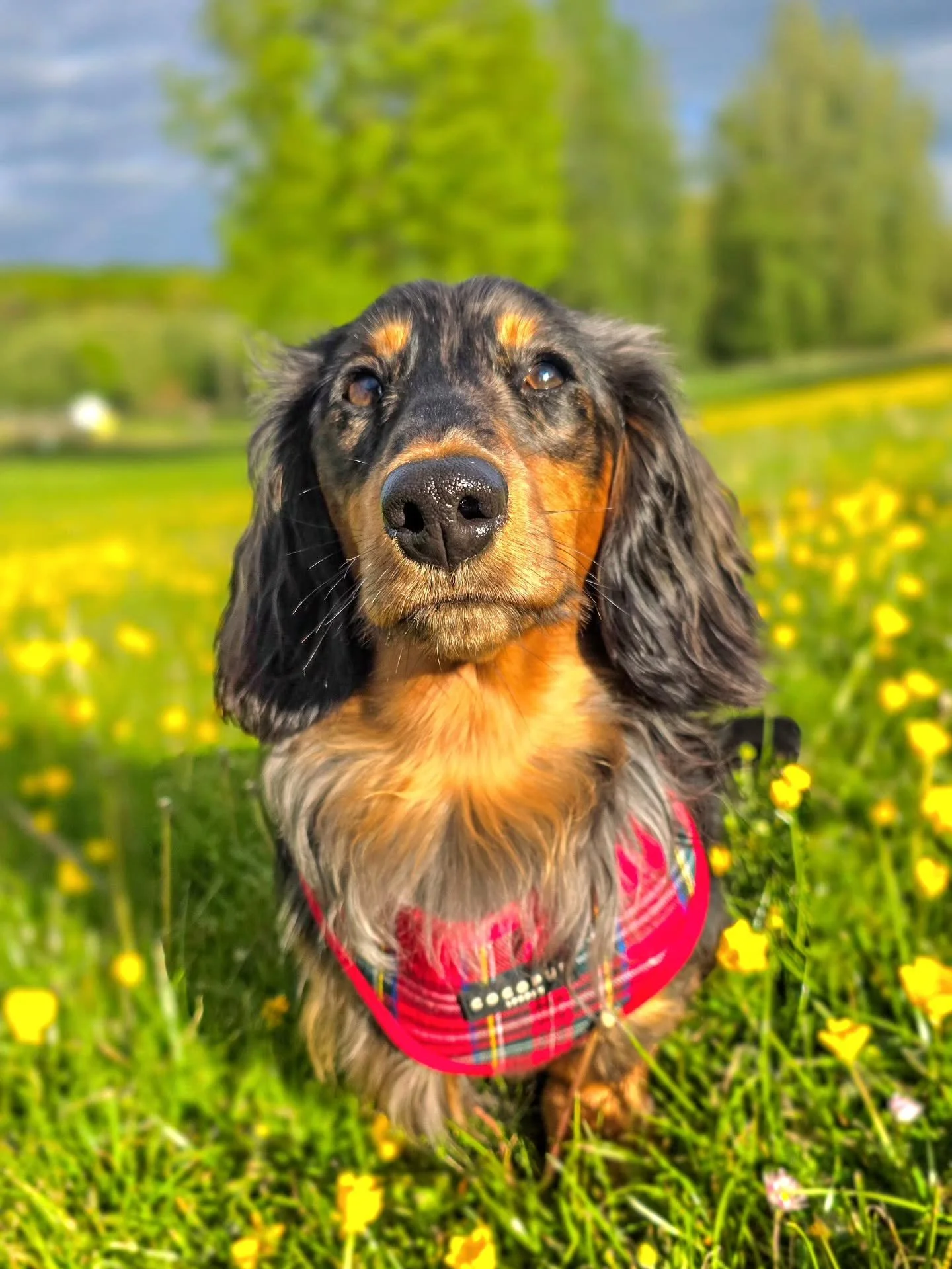 ~ 𝑩𝒖𝒕𝒕𝒆𝒓𝒄𝒖𝒑𝒔 ~

Such a pretty boy 😍

Watson is doing beautifully. He loves learning. Scentwork, tricks, recall and emergency cues all looking good. Reactions to dogs significantly reduced and things are looking good! He suits the buttercup