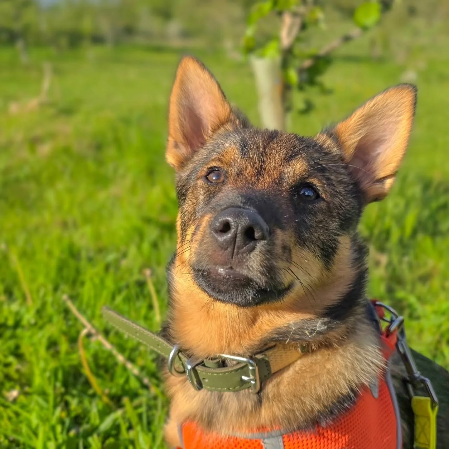 ~ 𝑾𝒉𝒂𝒕 𝒂 𝑺𝒕𝒂𝒓 ~

It's hard to believe Steve has graduated from his puppy training foundations today. The time has flown by and we've loved every minute. 

He was a superstar at the park today. Everything you want your puppy to do and everyth