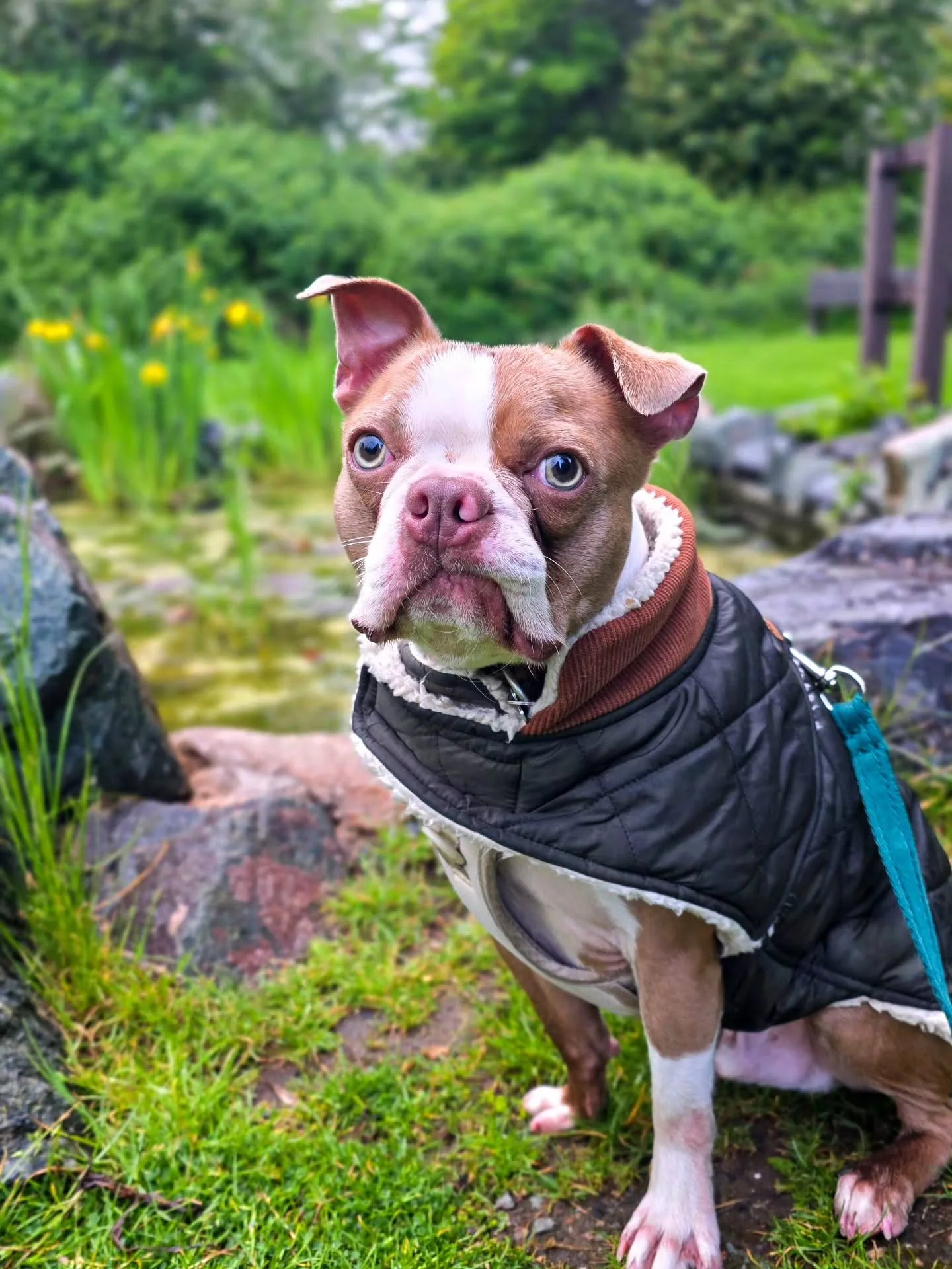 ~ 𝑰 𝑳𝒐𝒗𝒆 𝑻𝒉𝒊𝒔 𝑩𝒐𝒚 ~

Just look at his face 😍 

Lenny's progress is insane. He trains like a dream and is so full of personality it's untrue. No jumping at me when I arrived this time, gorgeous recalls out and about and despite the rain p