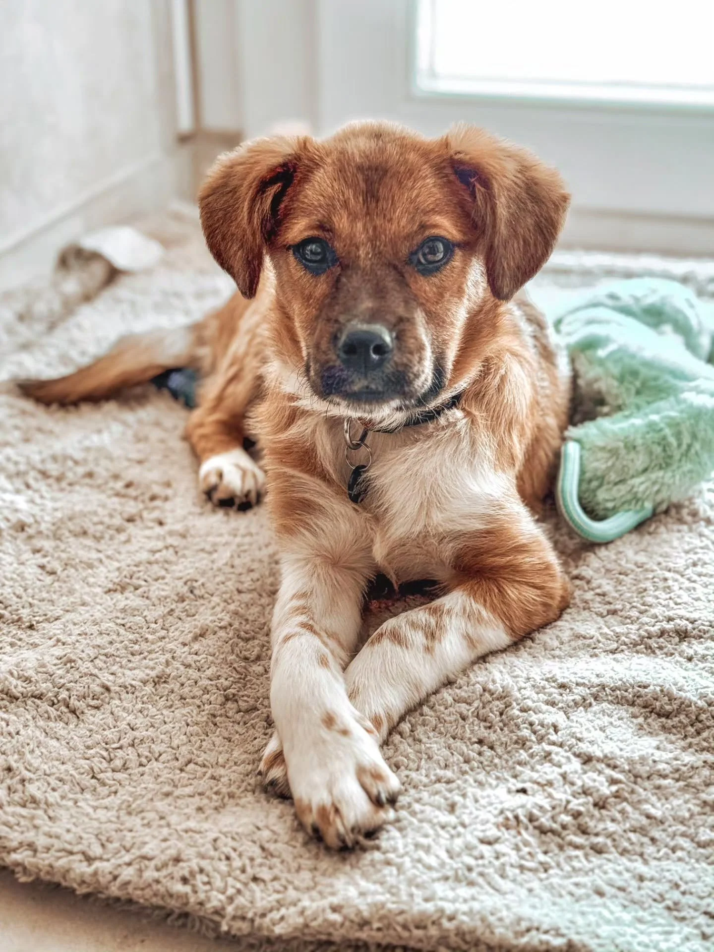 ~ 𝒀𝒐𝒖'𝒓𝒆 𝑯𝒐𝒎𝒆 𝑵𝒐𝒘 ~

Meet Amelia! 😍 Earlier in the year I worked with Osbourne who lives in France and we worked through an initial training package to settle him in from rescue. Now he's got a sister! 🥰

Amelia is an ex-street dog from