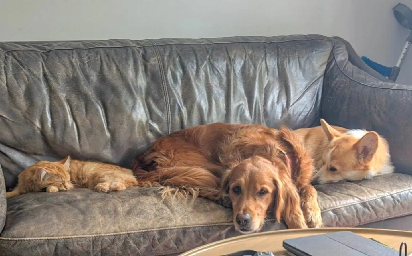 When you were called in previously to help integrate the dog and cat and get sent this progress update. Over the moon 🤎