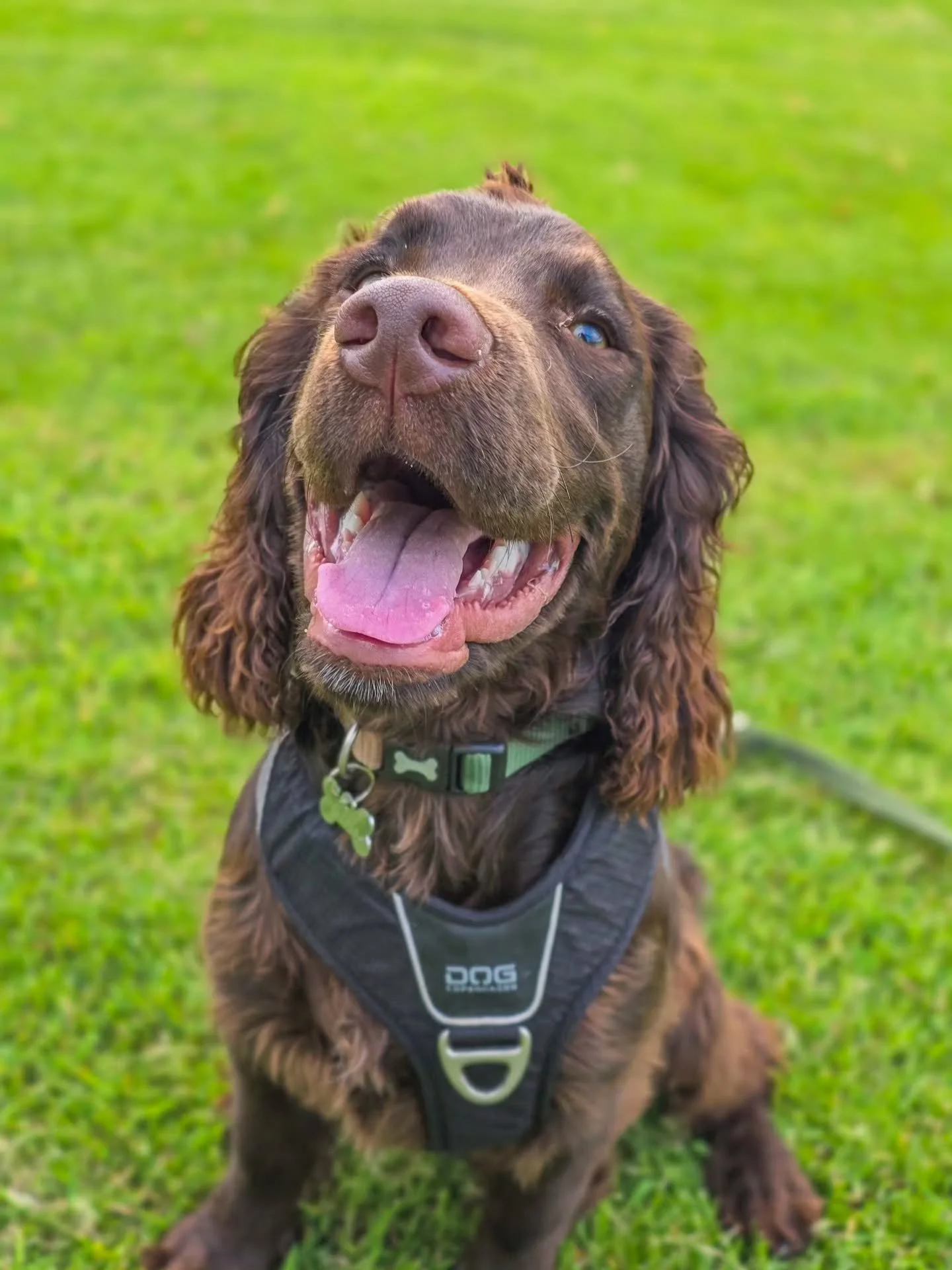 For a boy who does everything at a trillion miles an hour, stopping, thinking and not acting totally off the scale doesn't come easy to Murphy. But....today he did good. Really, really good. So good in fact, he worked around dogs, birds and people so