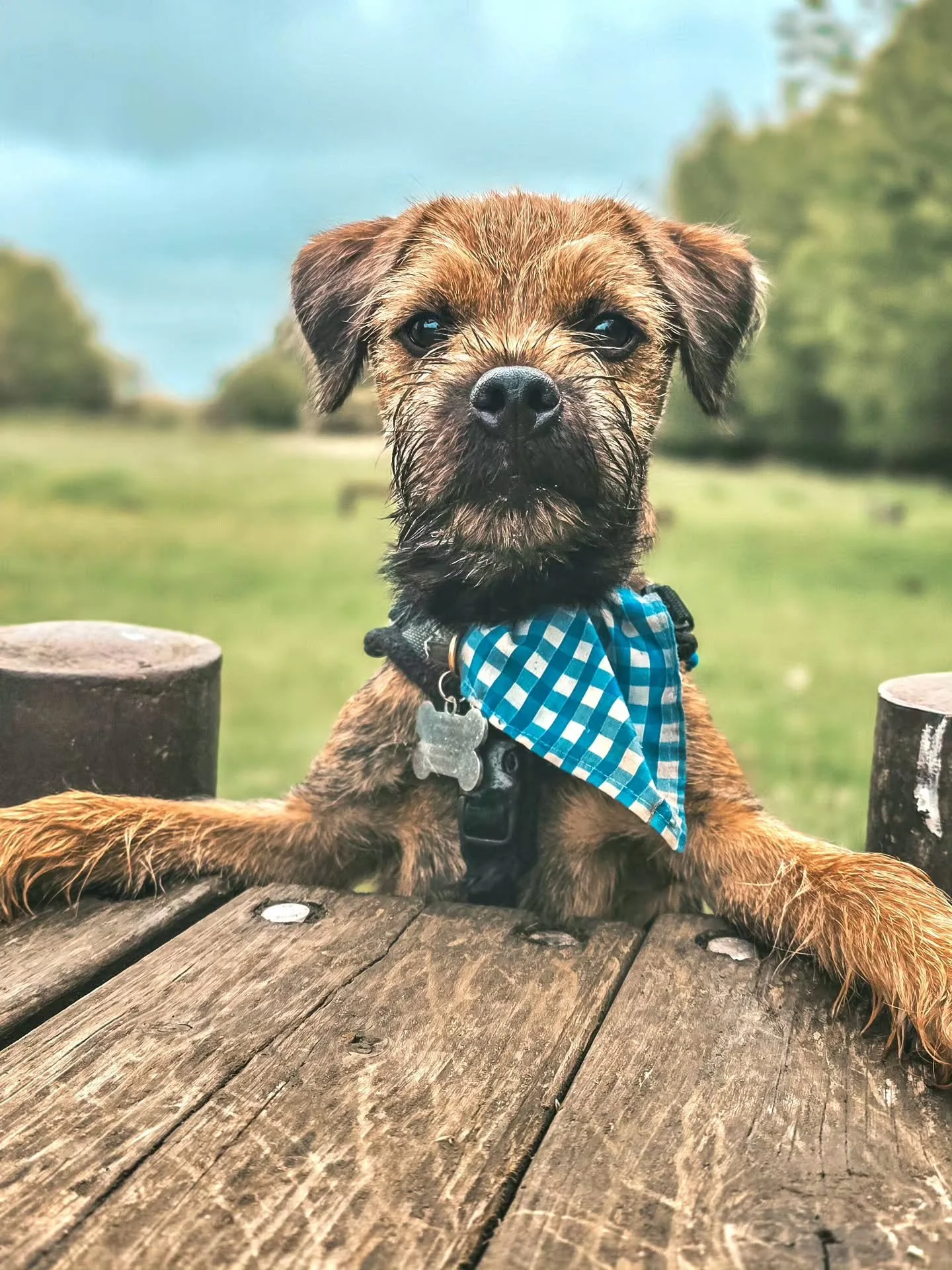 Bramble! 😍

Where does the time go? From crazy baby puppy to an absolute gem at the park today. I can't believe his puppy training foundations are over! 🥹

I couldn't be more proud of this team though. Work hard, play hard. Put the work in and you 