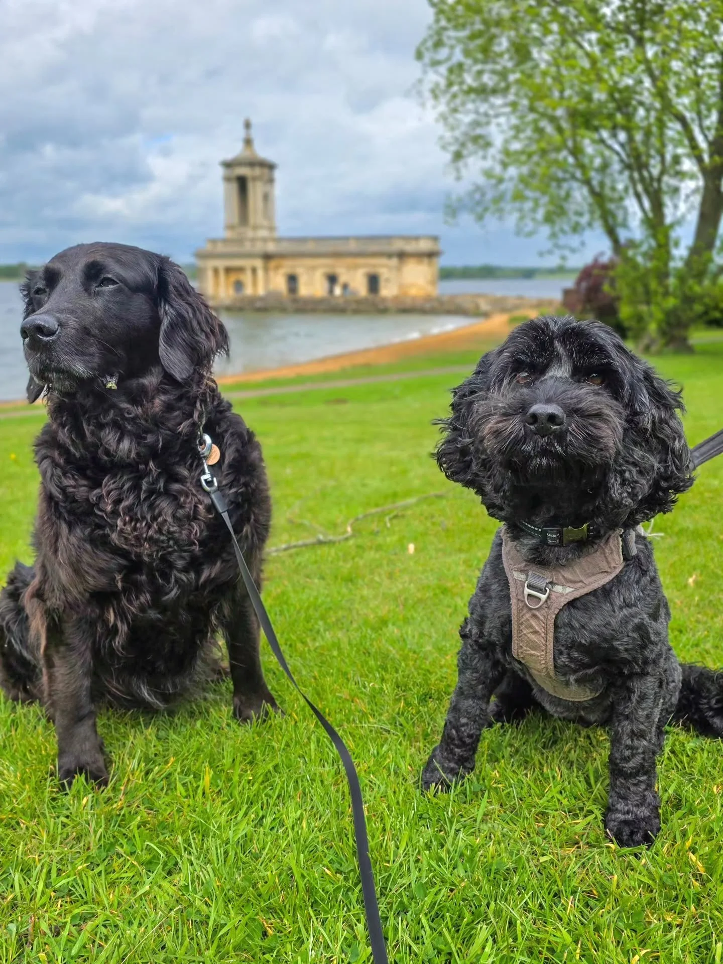 We tried to get a lovely photo but were being attacked by millions of flies that seem to be all over Rutland Water at the minute. Can anyone tell me WHY? 🤔😬🤣

Flies or no flies, still managed a great session of scentwork, heelwork and tricks for M