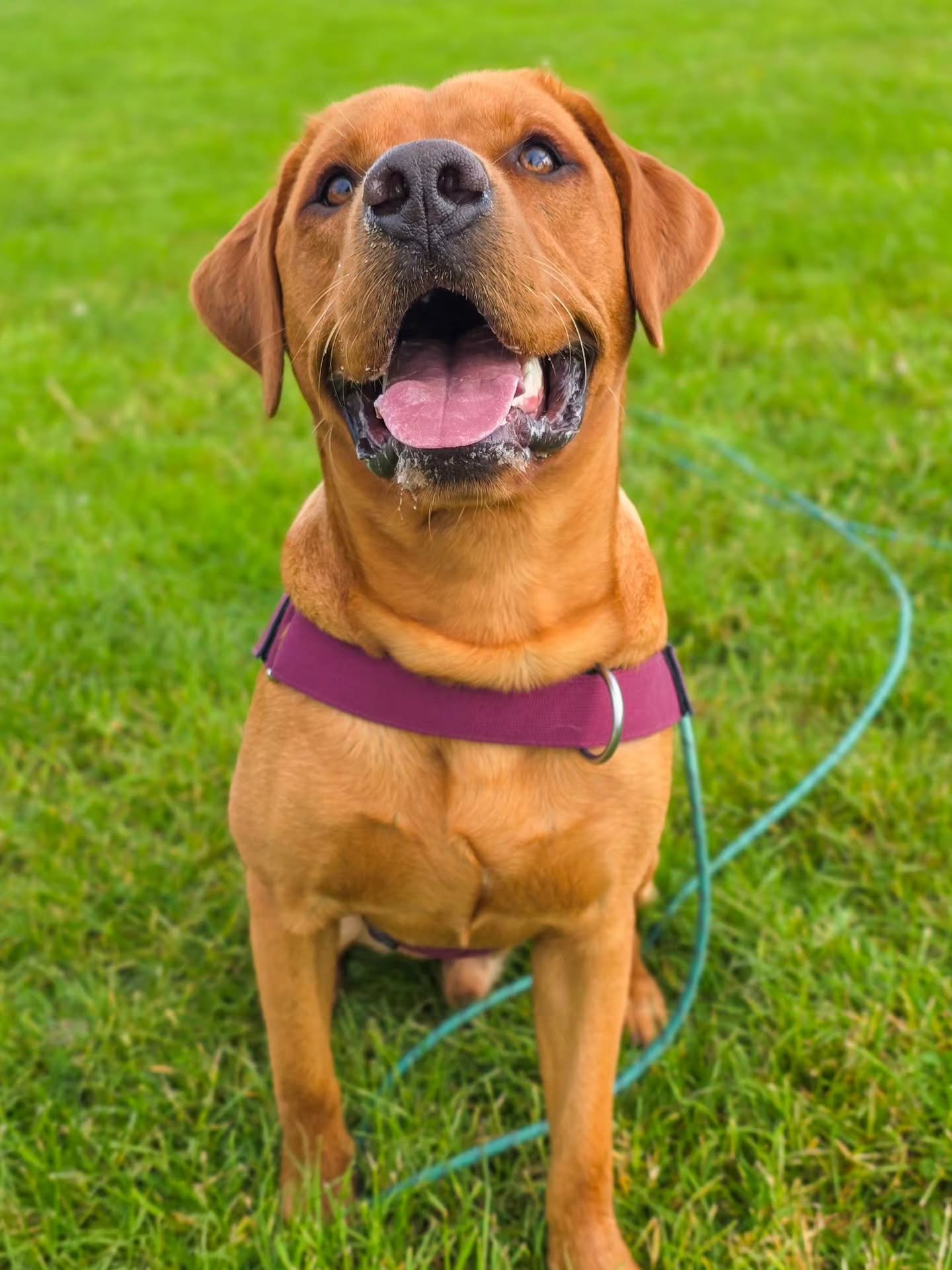 Ever heard of synaptic pruning? 🤔⬇️

Doesn't matter how many thousands of puppies I've worked with, it never ceases to blow my mind how much dogs change in their first year of life. Behaviourally and physically. 

You'd be forgiven for mistaking Mil