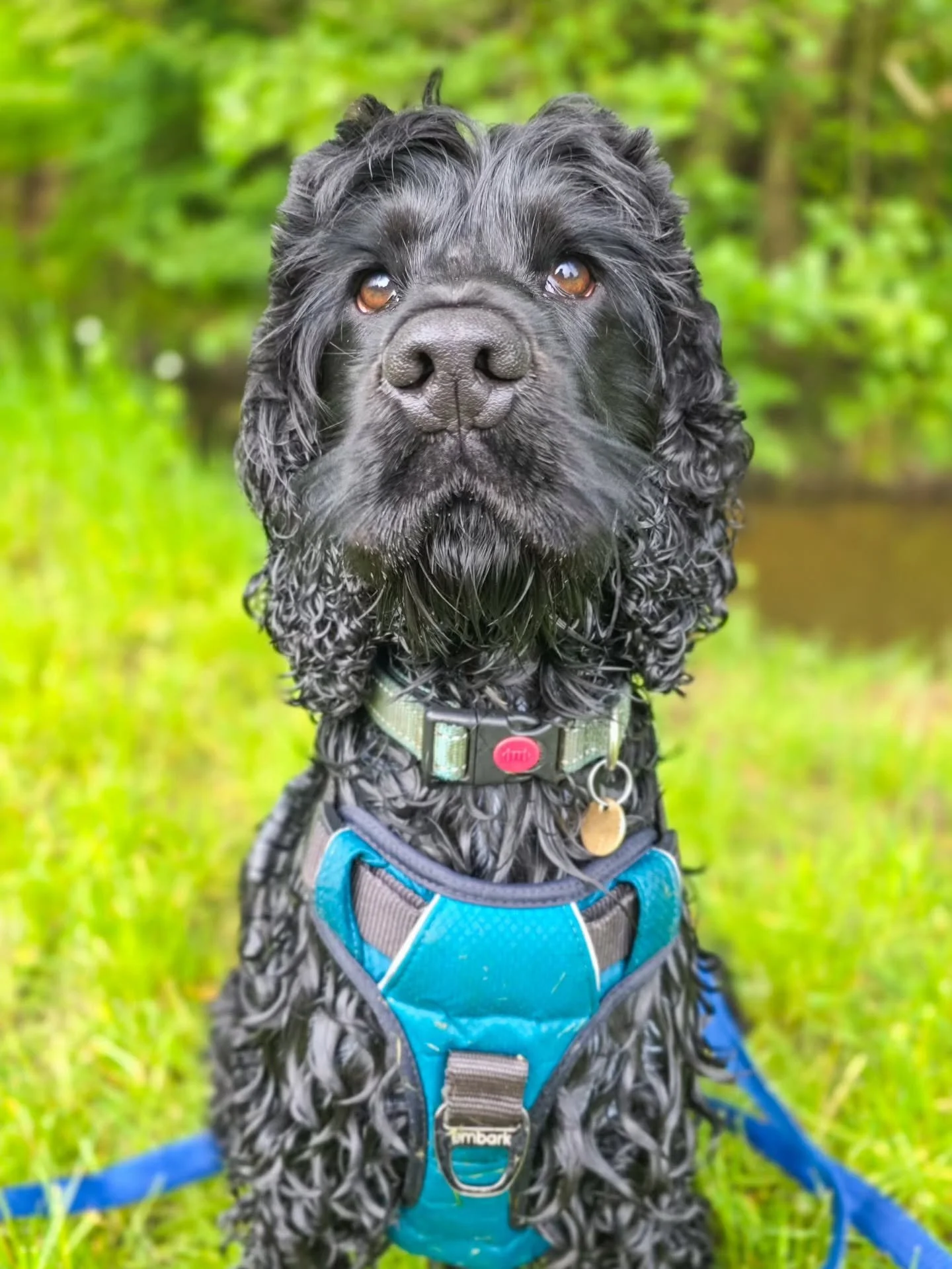 He had a haircut recently and now he has a centre parting the 90s would be proud of 🤣 Look at his little concentration face 😍

More great work from Loki. He might take a serious photo, but this boy is seriously happy-go-lucky. In fact, his over-sti