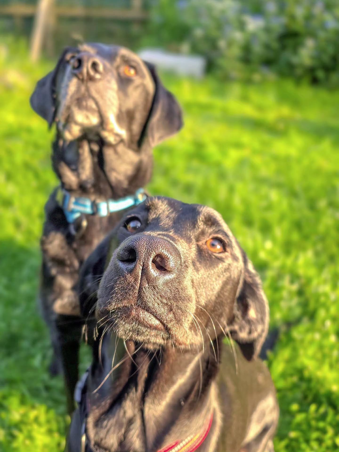 Meet Meg 😍 (front and right).

She's recently been rescued and we're going to be helping her with her dog training foundations with a particular focus on recall 💪 Her and her new brother Charlie are bonding really beautifully and Charlie is coming 