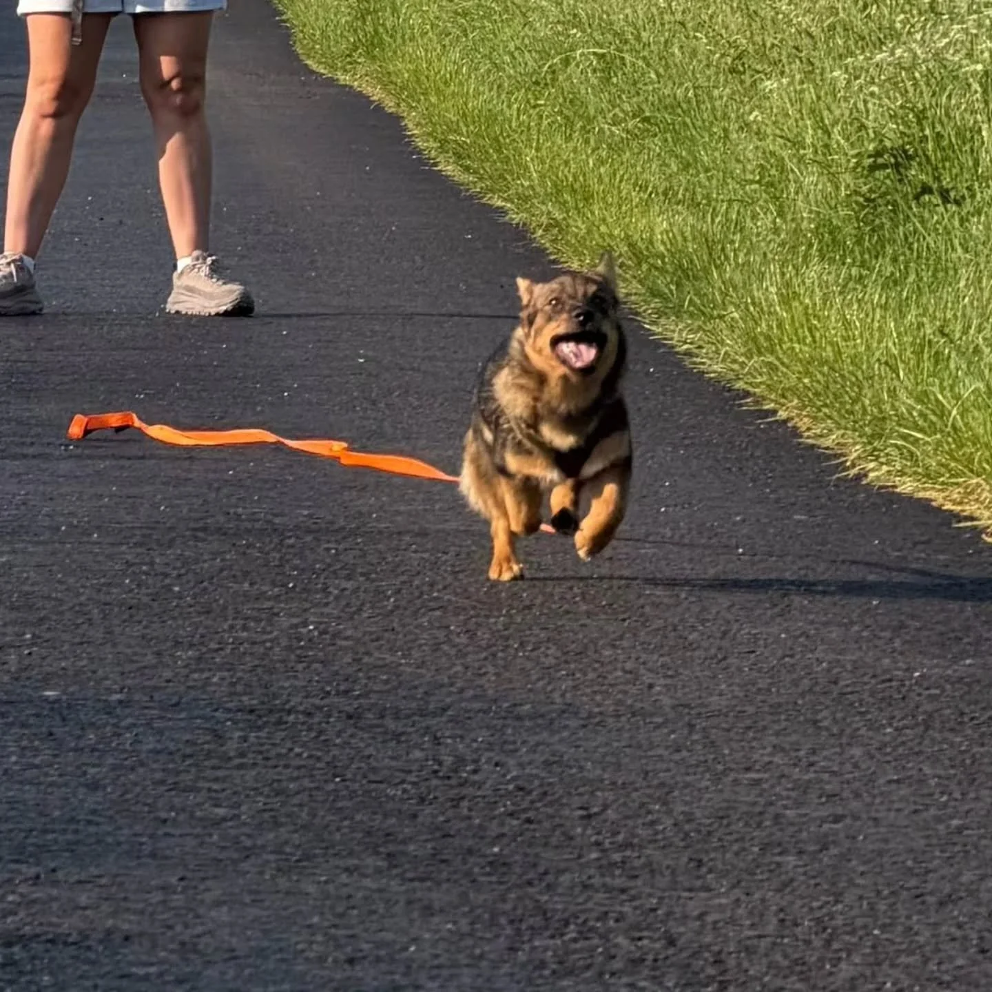 When you're sent updates of how much Steve LOVES his recall training 🥰  Fills me with joy getting client progress reports and I cannot love that little face anymore 🤎