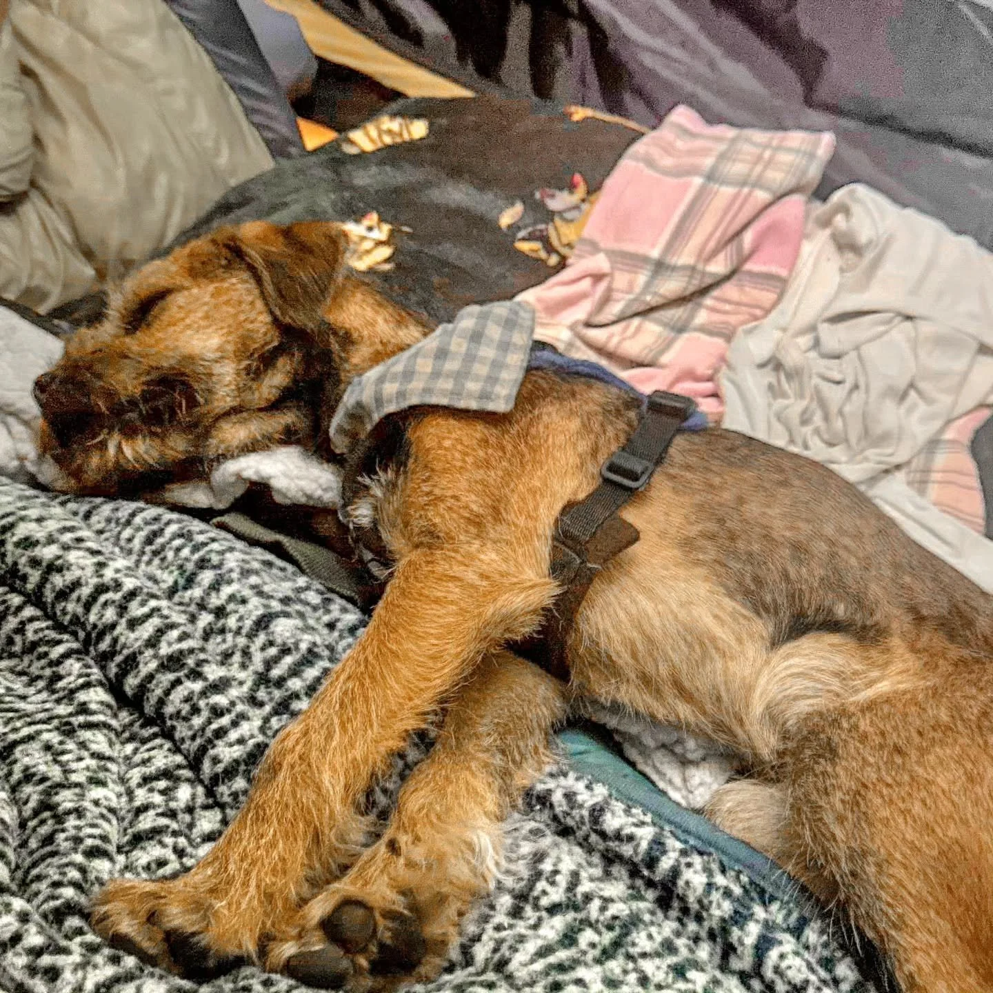 Even more client progress 💪 

You might remember Bramble just finished his puppy training foundations with me recently. Well here he is, on his first ever camping trip, sound asleep during that horrific storm we had last week. Yep, perfectly napping