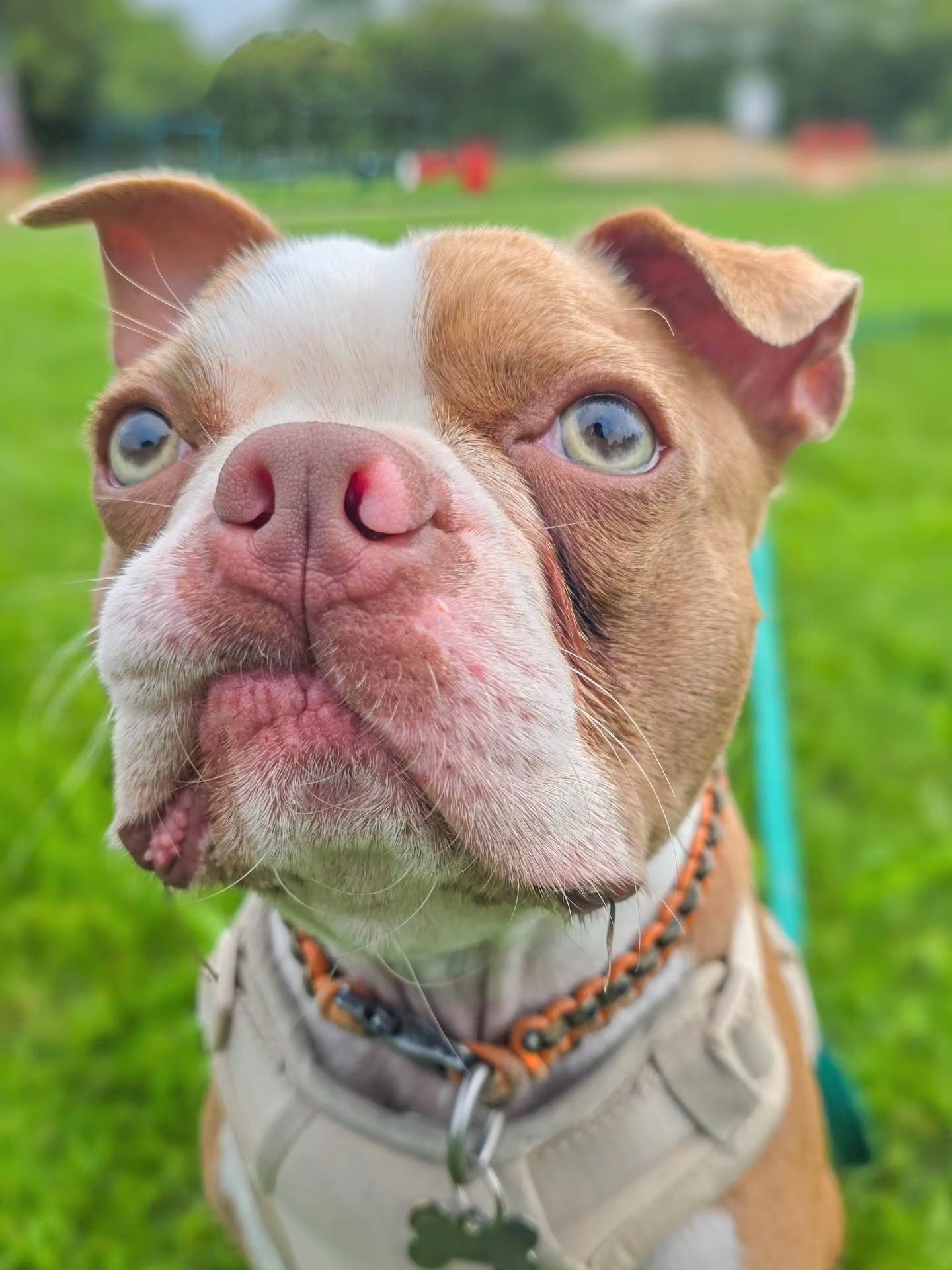 That face though 😍

Little Lenny has graduated from his dog training foundations 🥳 He pulled out all the stops in the field (his hardest place for walks) for his last session and showed off all the new skills he's learnt 🥰 He's come a long way in 