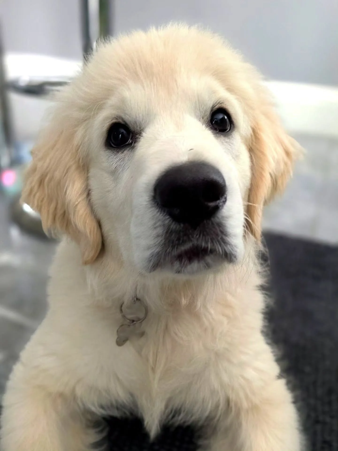 She's not remotely as serious as she's trying to convince you, especially at only 14 weeks young 🤣 Meet Nala 😍

Look at that hair. I admit, I'm a little bit in love with this girl.

She's here for all her puppy training foundations and her team hav