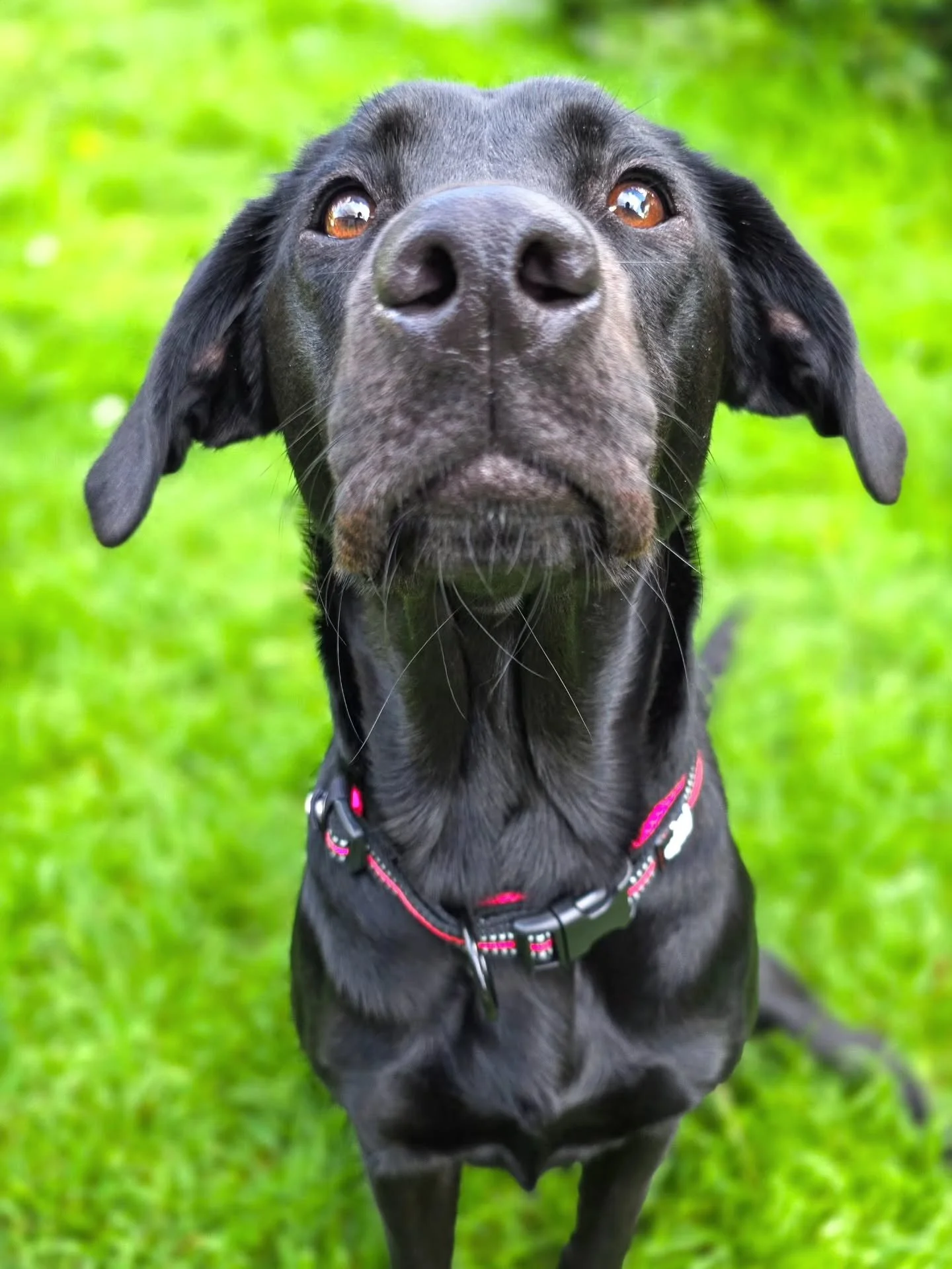 Meg... or Dobby? 🤣😍

She wouldn't be out of place in a Harry Potter film to be fair. There's something magical about her. The way she's just fitting into her new home so early on after being rehomed is incredible. I'm always humbled by dogs and the