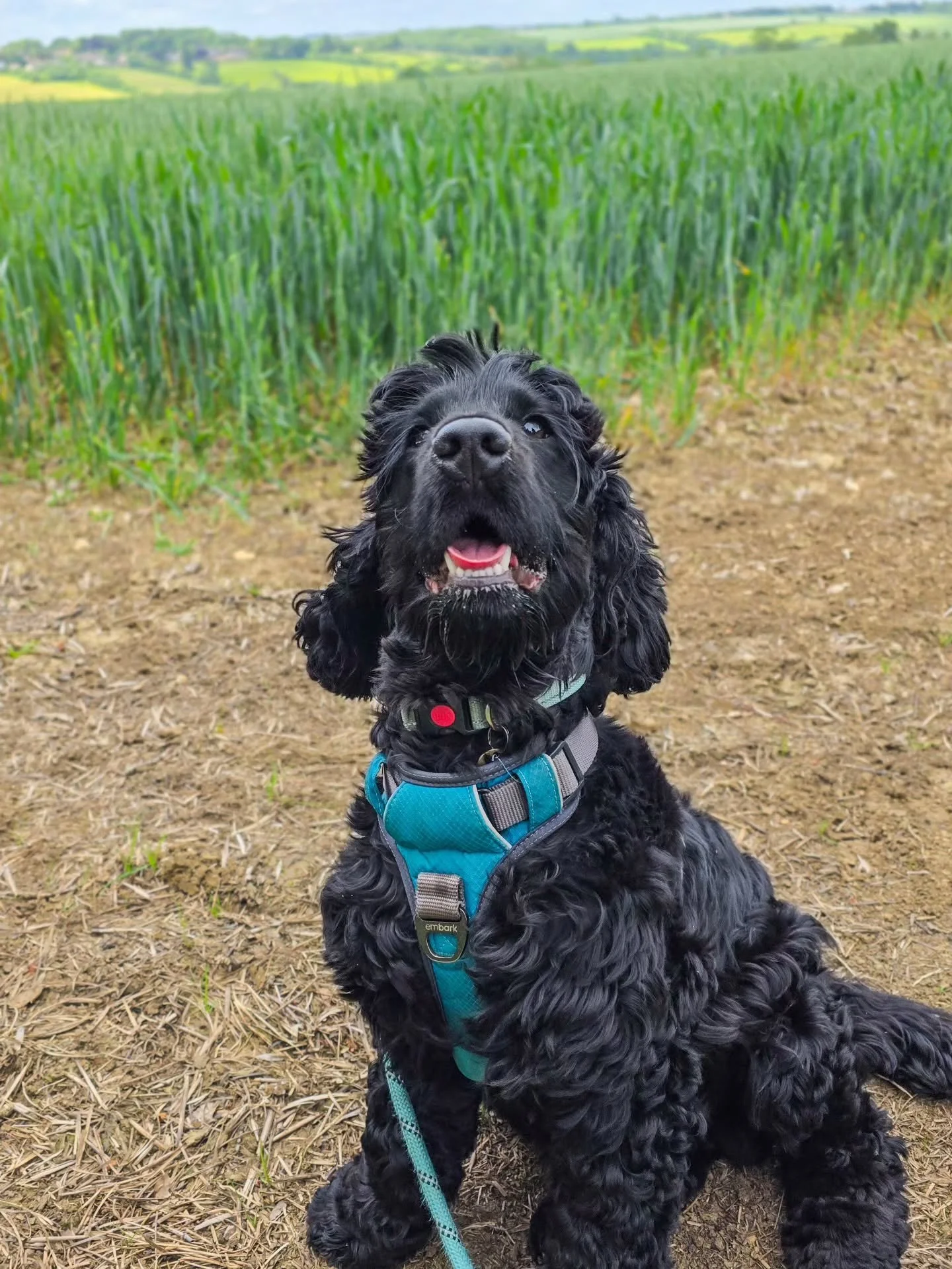 Proud as punch and graduating on a high! 🥰

Loki has come a long way since we started. Recall, lead skills, distraction work all in the bag 💪 I think he might be one of the happiest boys on the planet. I've never known a dog with such an enthusiast