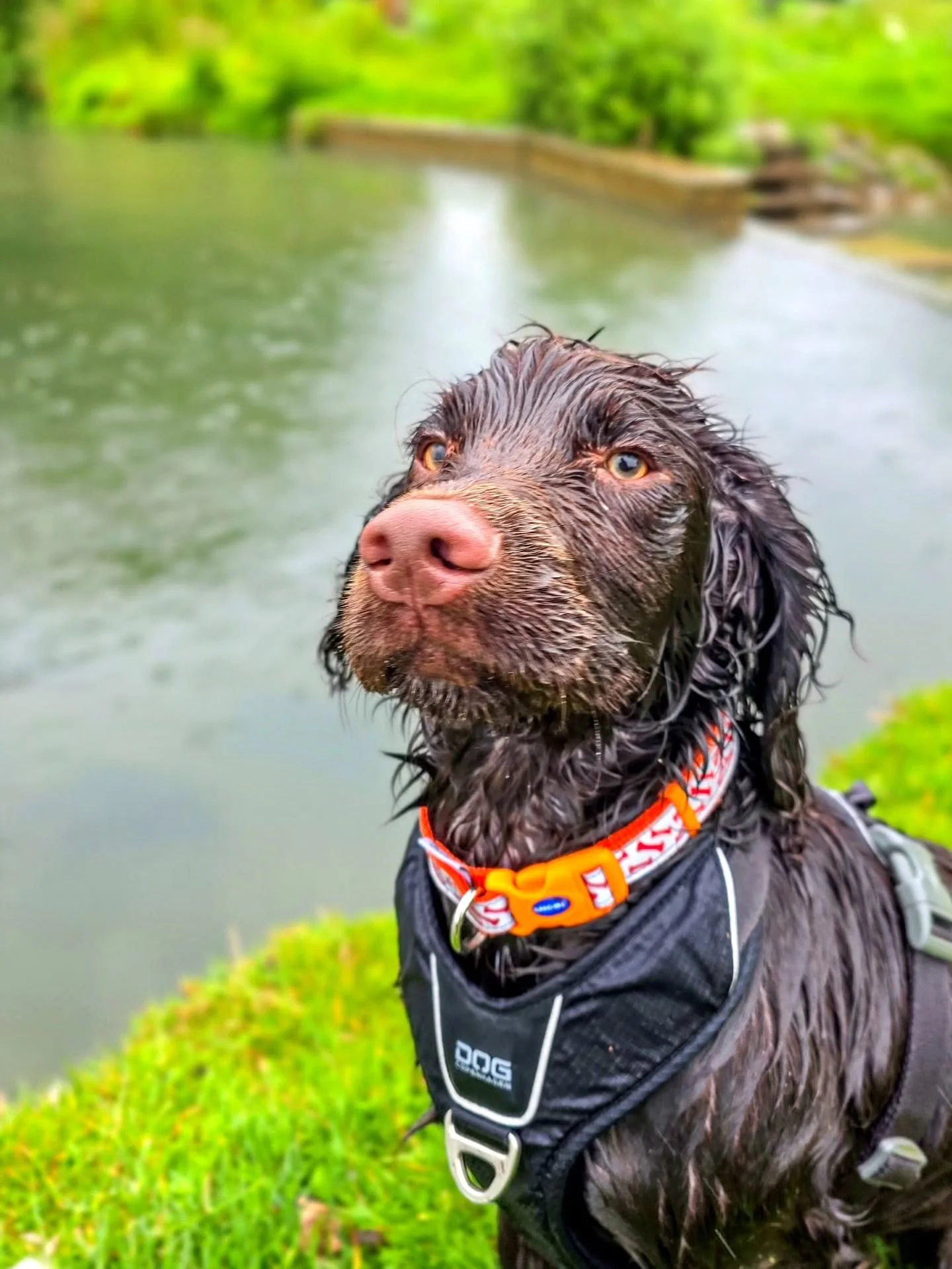 It didn't just rain on us this morning, it absolutely POURED 🤦&zwj;♀️🤣

However, nothing rained on Murphy's puppy graduation parade. Progress doesn't even come close to describing how far he has come in just a few months. From a baby who couldn't c