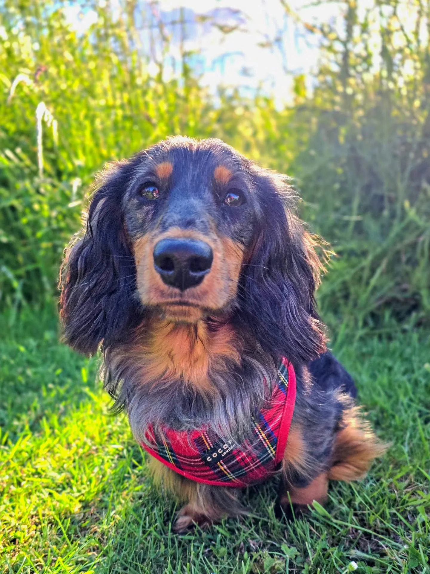 Exactly a year ago to the week I started puppy training with little Watson. I was met with a dog who was quite worried about the world. So much so, he wouldn't work directly with me back then as strangers felt too unsafe for him. 

Roll on a year and