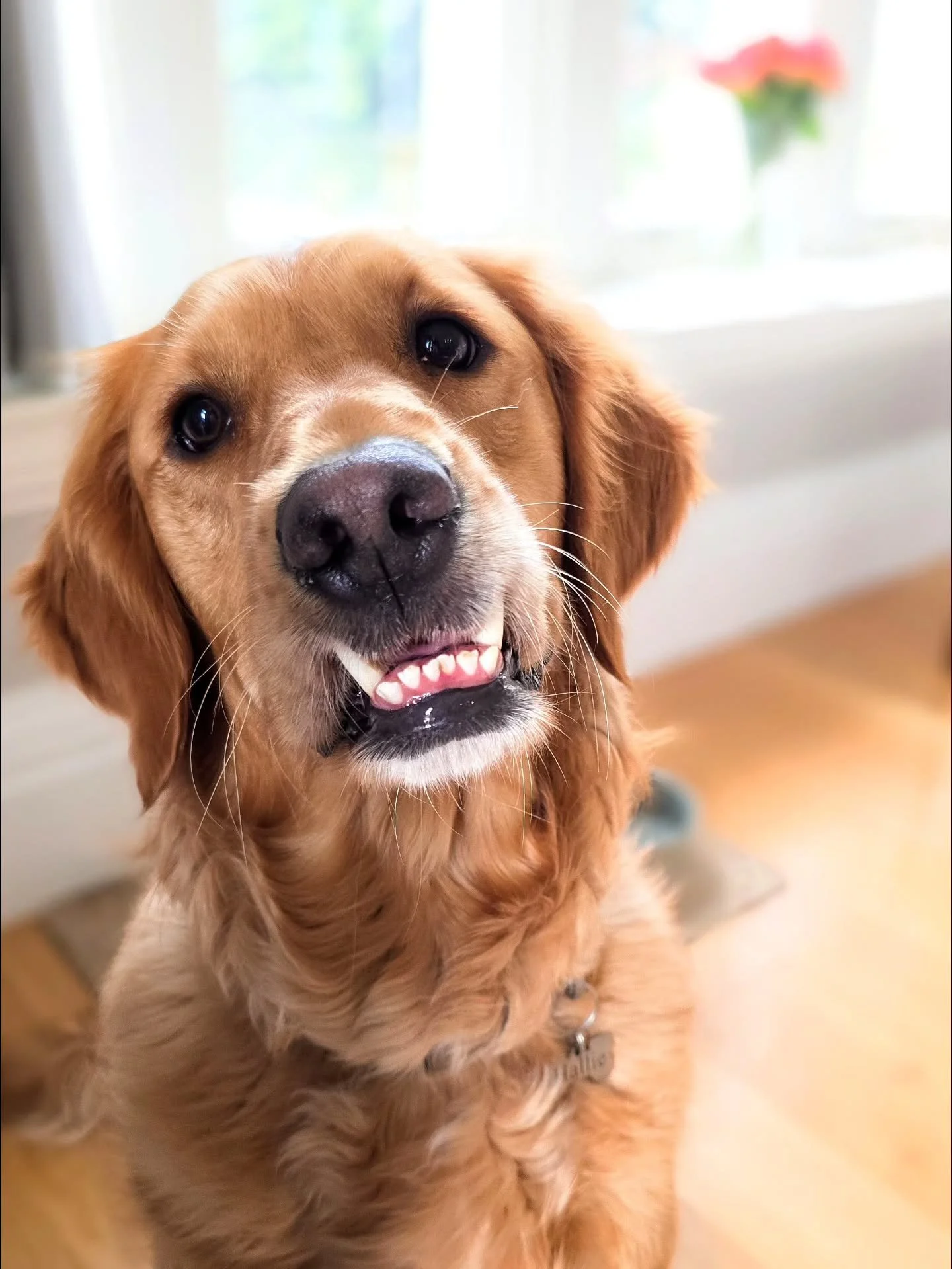 Meet Hallie! 😍

Hallie is a rescue. We suspect she was going to be used for breeding before but her underbite may have been why they ruled that out. We don't know what she experienced previously, but after being rehomed, the vets found staples in he