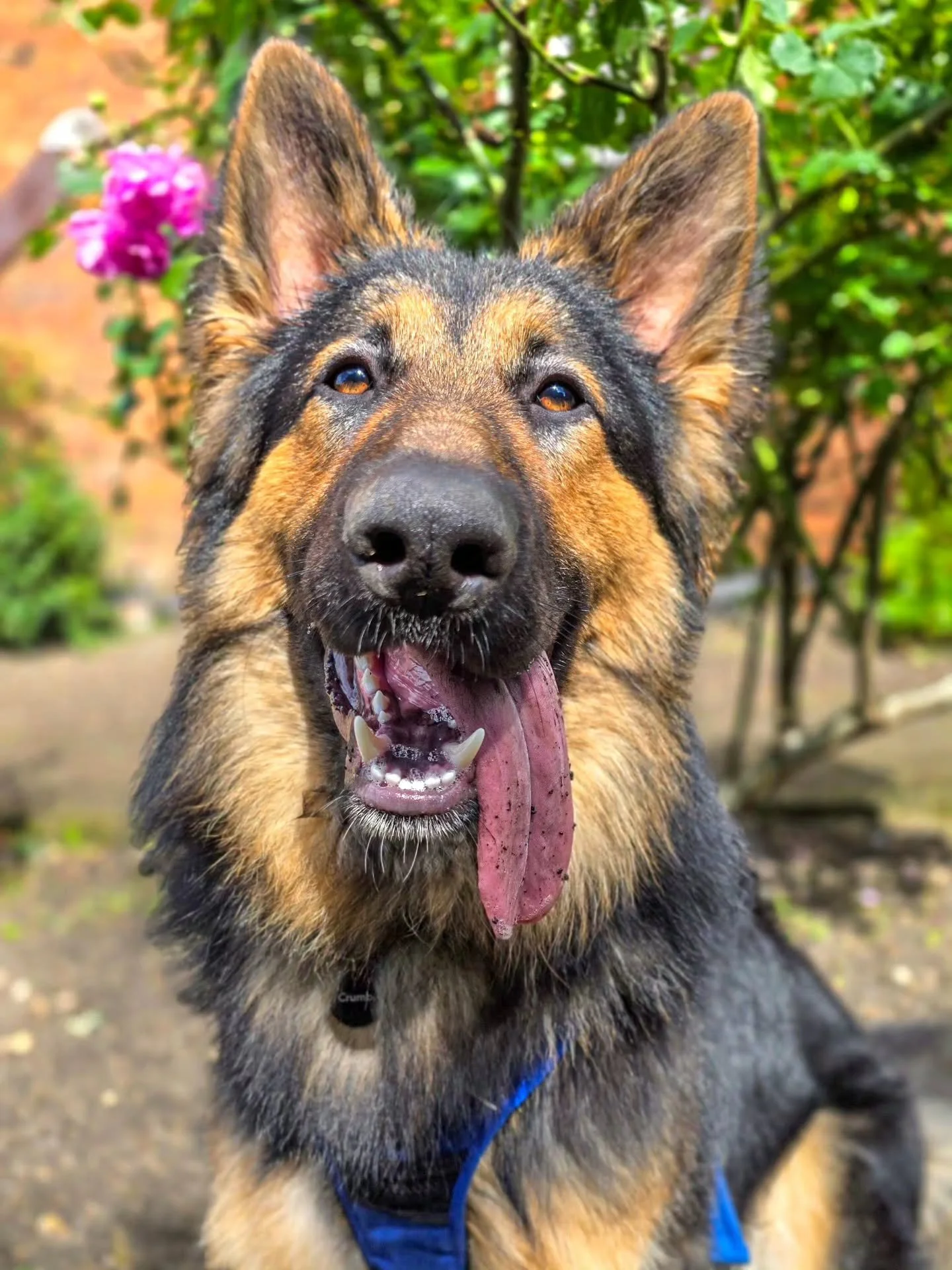 Big smiley boy 😍

Benji is back for his advanced dog training sessions 🥰 

He's been on vet rest for a while due to an elbow issue so we worked purely on advanced lead training concepts today whilst he builds his body back up. We were half expectin