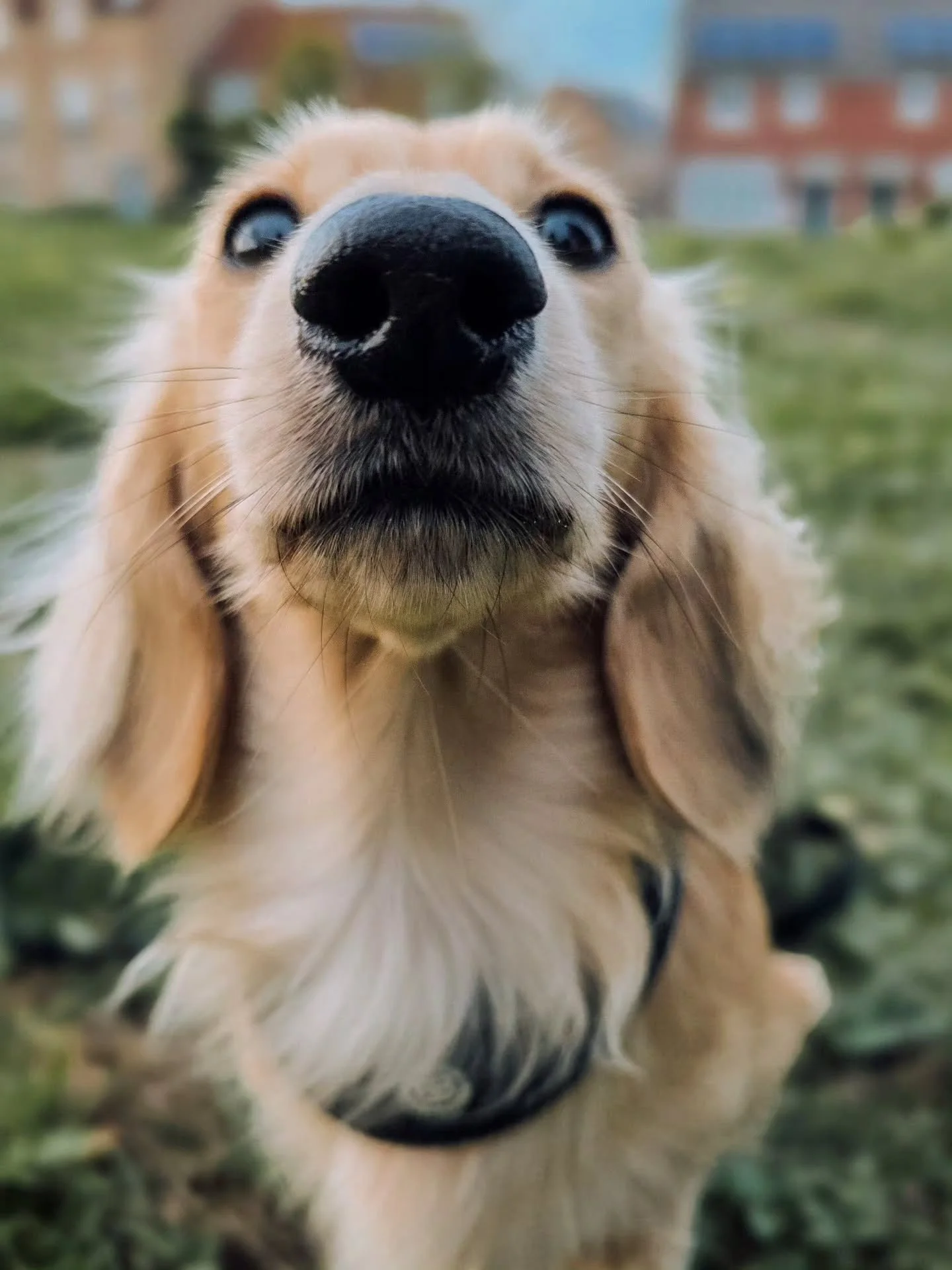 Boop! Little Milo is back for more training after having a summer holiday 🥳 

He's a bit of a flirt is Milo and definitely knows he's got it going on 🤣 We got him into such a good place with dogs before we finished for summer, so much so that he's 