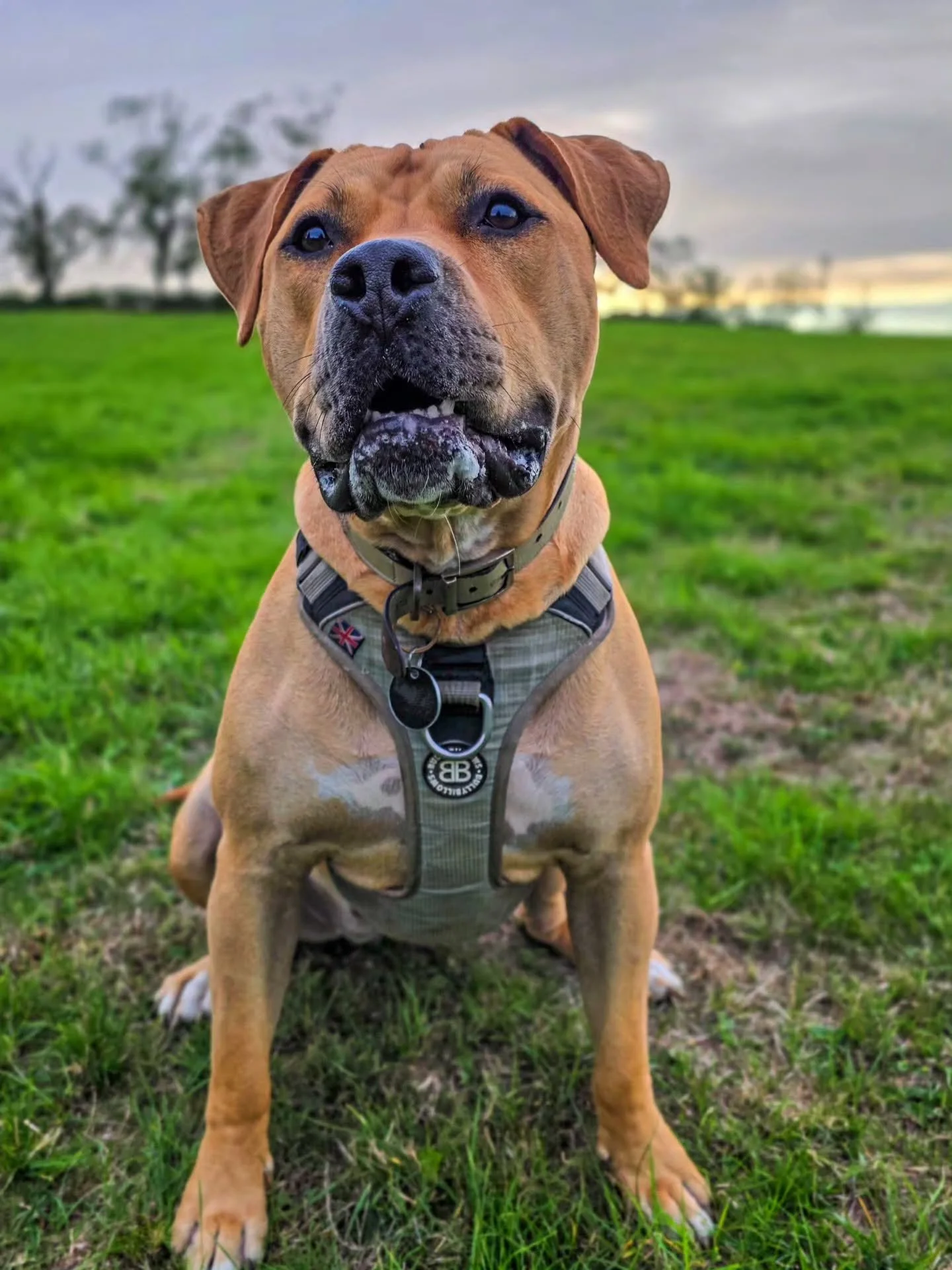 She looks all roughty toughty, but she really isn't. She's a sensitive, soft and gentle girl with legendary status zoomies. 

She's had a set back with dogs since last time after getting aggressively rushed at by loose farm dogs. It's important to re