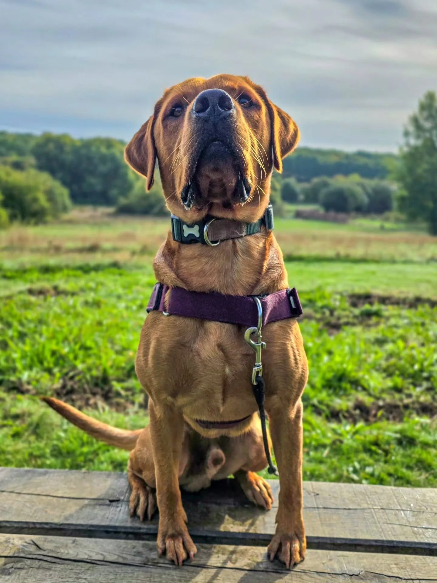 I love it when dogs look all snooty. Like, "yeah, I know I'm amazing. What of it?" 

Milo is amazing. He is also a raging teenage hormone right now, but he's still amazing. Yes, he takes a little more work at times because of where his body
