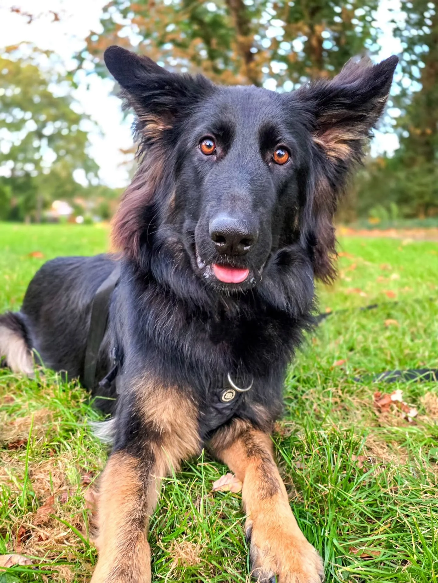 Welcome back the beauty that is Indy! 😍

She's a goof, a clutz, a monkey and she'll be one next month. Back for some follow on work now those hormones are on fire. There's a few shepherd traits that are showing up that aren't so desirable, so before