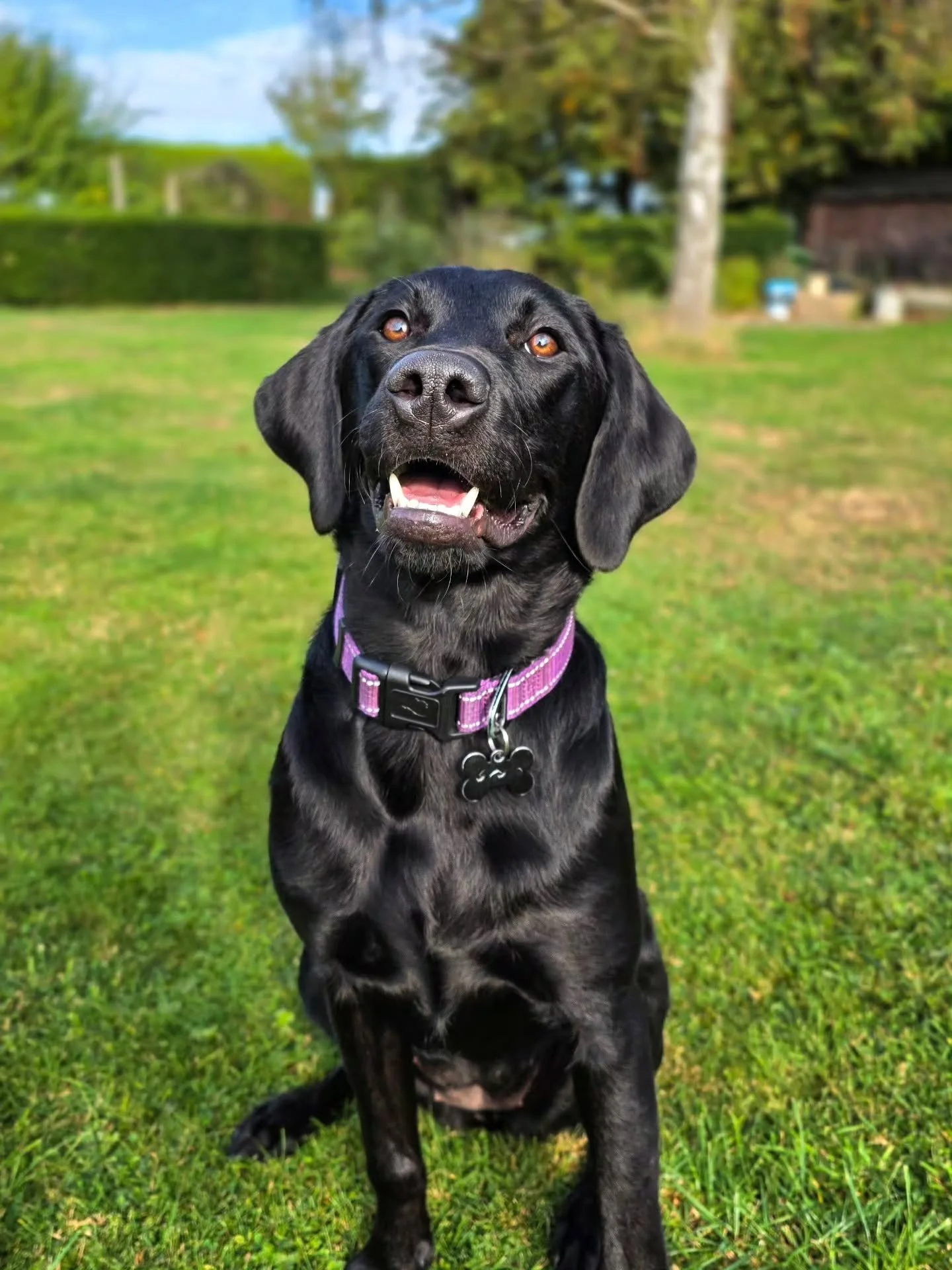 Graduation for Plumpup! 🥳

It's funny, she manages to look like a slightly different dog in every photo and despite the fact her legs have suddenly shot up and she's quite tall and slender, she still looks like a puppy pudding in these pics 🤣

What