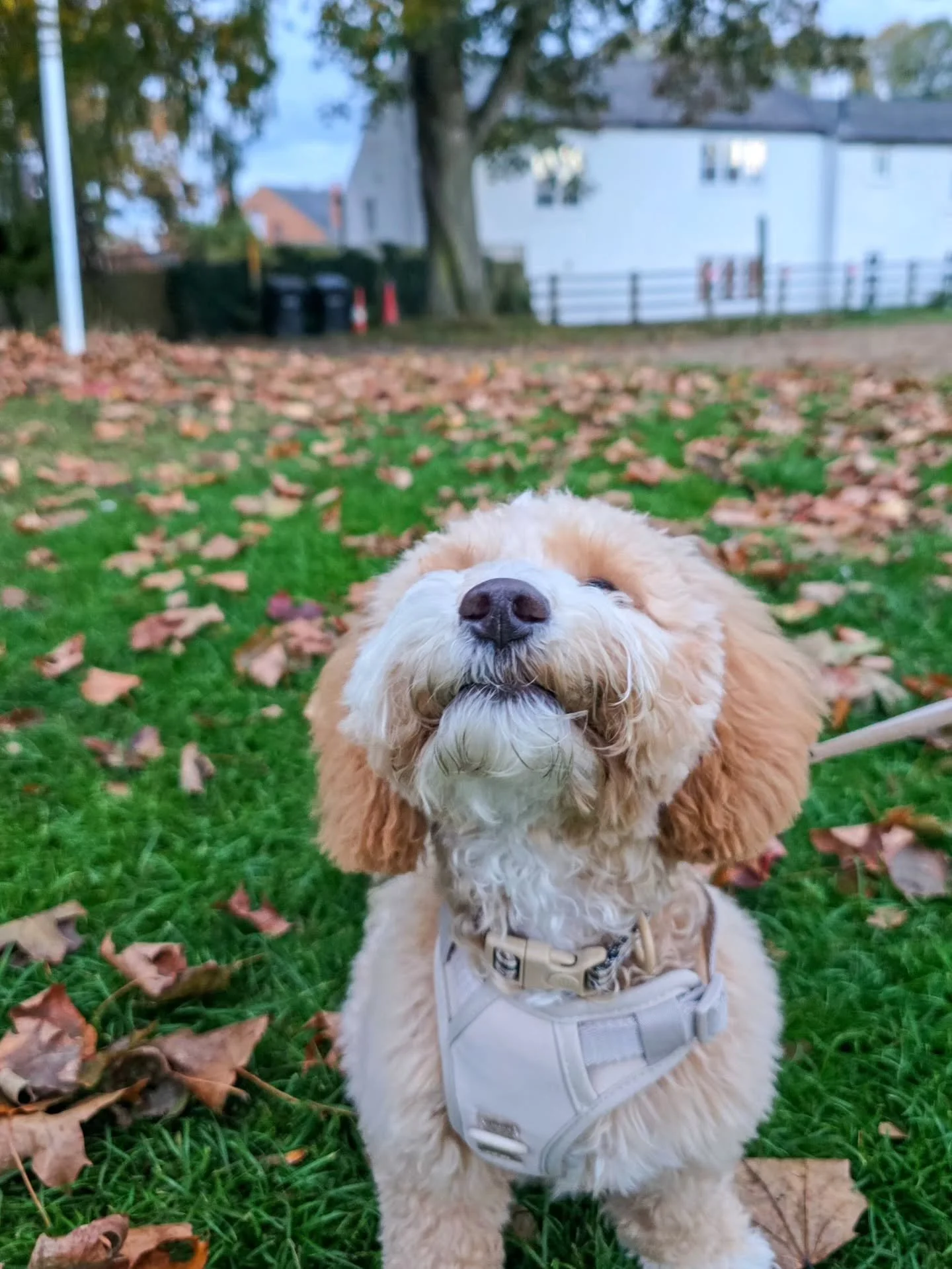 Micky had a haircut for his graduation 😍 He looks so grown up now, like it's his first day at high school and none of us were ready for how it would make us feel 🥹 

Growing up in looks and personality, Micky's passed his puppy training foundations