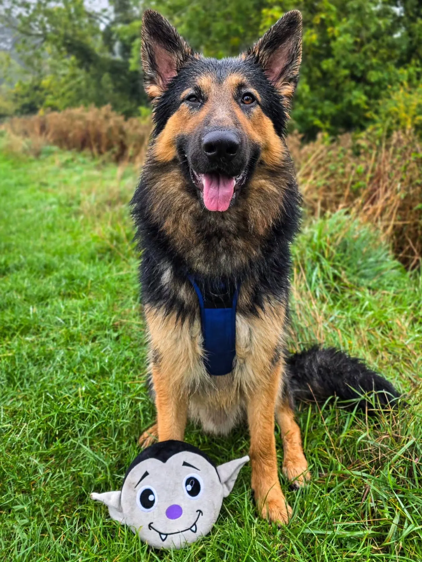 Benji's getting Halloween ready 🎃 There's just something about seeing him with his new favourite vampire toy that fills my heart with utter joy 🧛&zwj;♂️🤣

What also makes my heart melt is watching him around dogs today. He couldn't have cared less