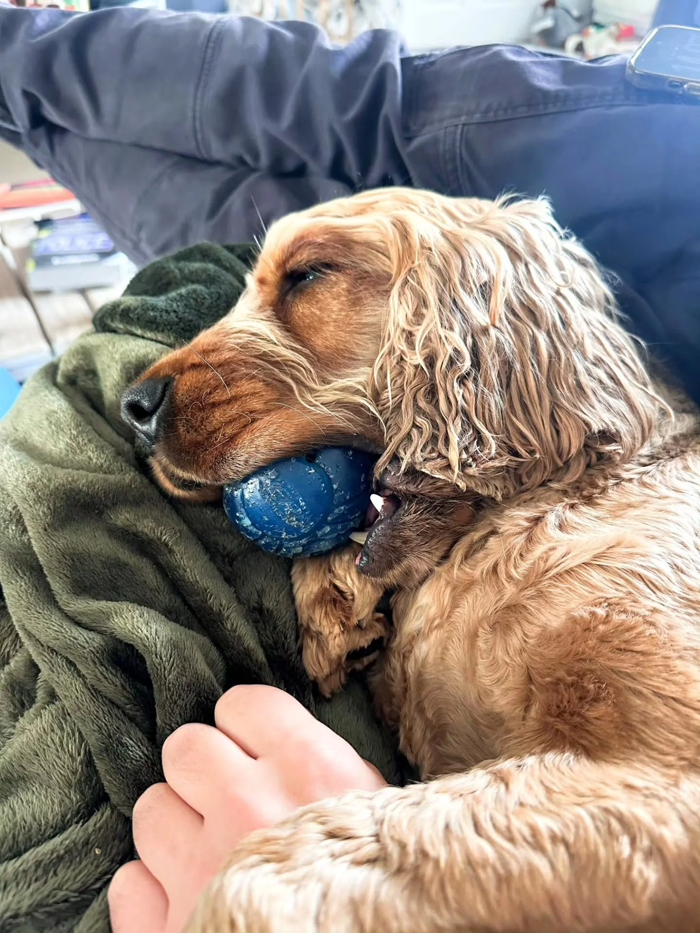 Post training walk snoozies...with ball....in mouth...because we're just sooo tired 🤣😍