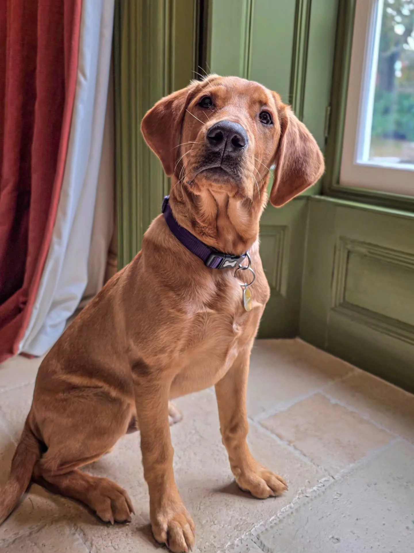 Gosh, we're a bit of a dashing boy, aren't we? 😍 

Meet Benji! Just a single session for this little monkey who is fairly on track with puppy training at 5 months old, it's just that some of the wheels are coming loose 🤣 

A full MOT and service, s