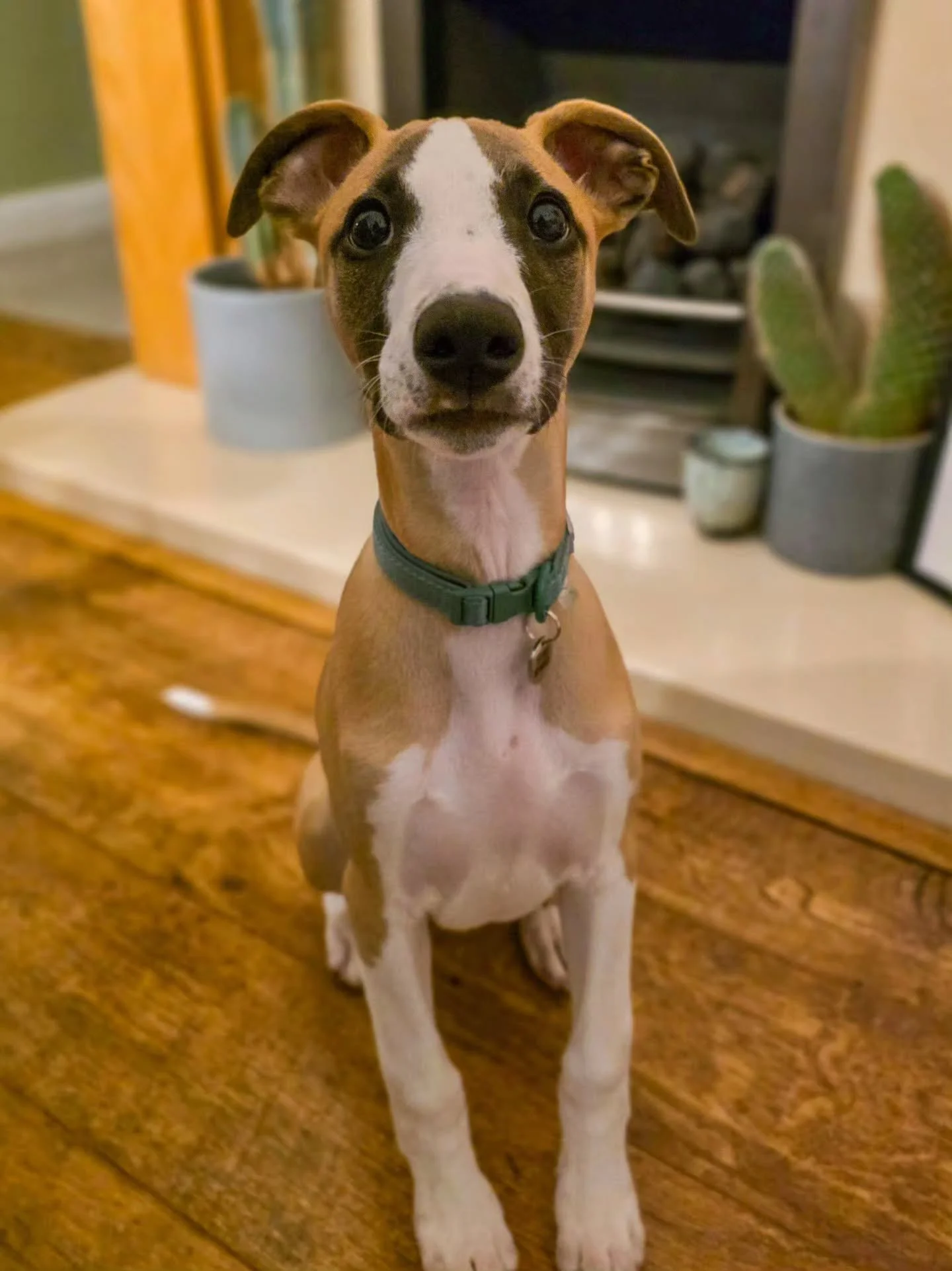Welcome little Ozzy! 😍

With that make-up, any guesses who he's named after? 😃

What a glorious boy. He's here to learn all of his puppy training foundations. The kids have already taught him sit, down and twirl and he LOVES learning 🥰

I absolute