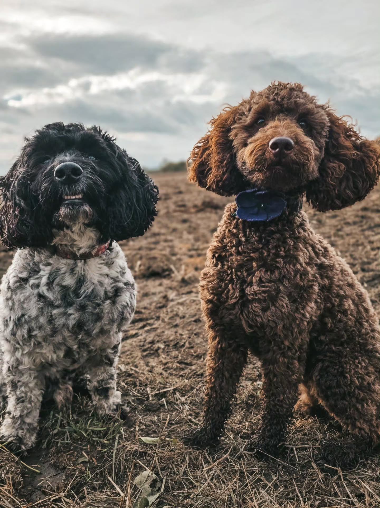 These boys 😍 Getting a photo of them together is no mean feat, let me tell you. They both move so fast, all the time. It's like herding cats 🤣

A lovely session though. More work on recall, obedience skills and not jumping up at people. We're also 