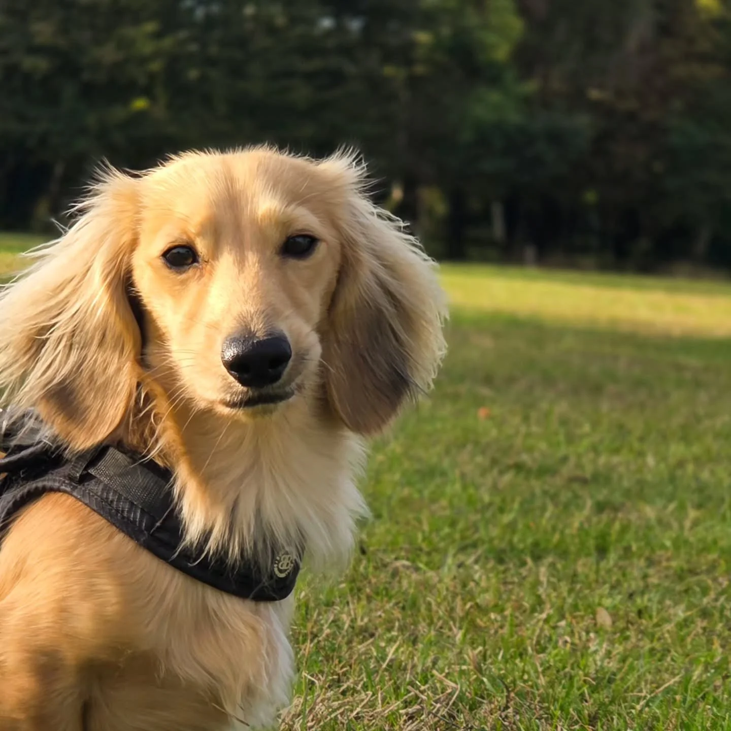 We'll get you back to where you were little sausage 🥰

He was doing so well when we finished training before summer. Then two dog attacks set him right back 😢 He's getting back to where he was, it just takes a little time. Loves his tricks mind you