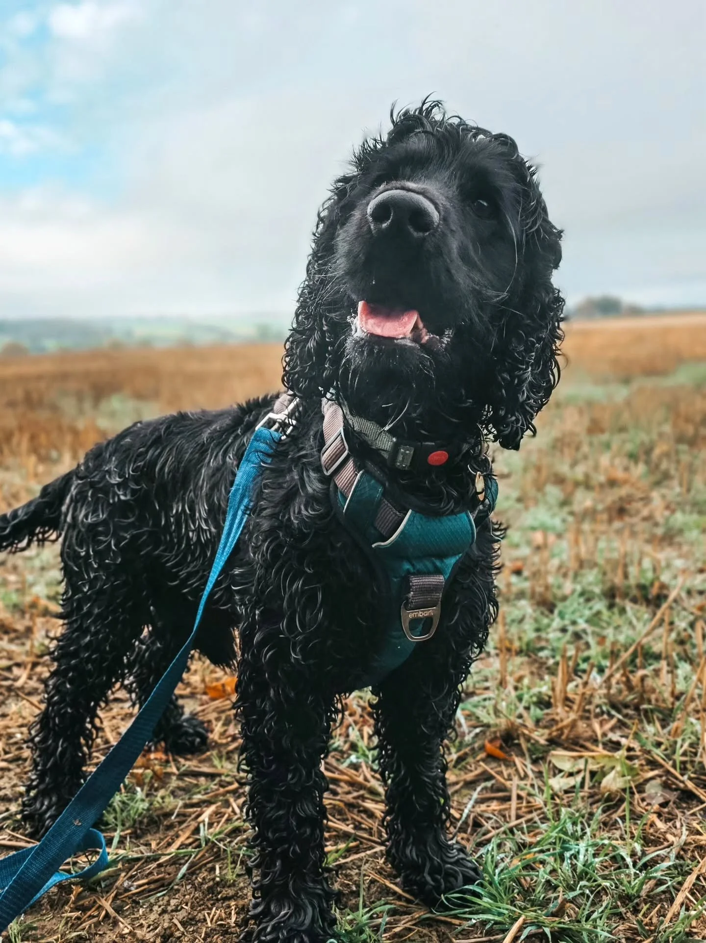 Welcome back Loki! 🥰

He's back from his summer break for advanced sessions and he picked right back up as if it was only yesterday. Perfect. The name of the game is to up the ante when it comes to dog distractions now because dogs blow this little 