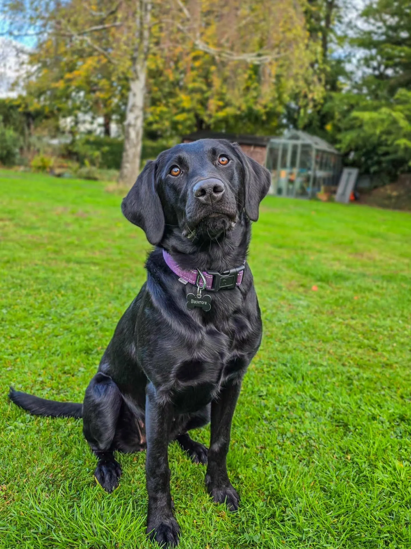 Superstar Plum is back for advanced sessions 🥳

She's having her first season so we kept her home to keep the boys away and stop her being a floozy. She's definitely that way inclined 🤣 We used to call her Plumpup as a nickname, but I guess we can'