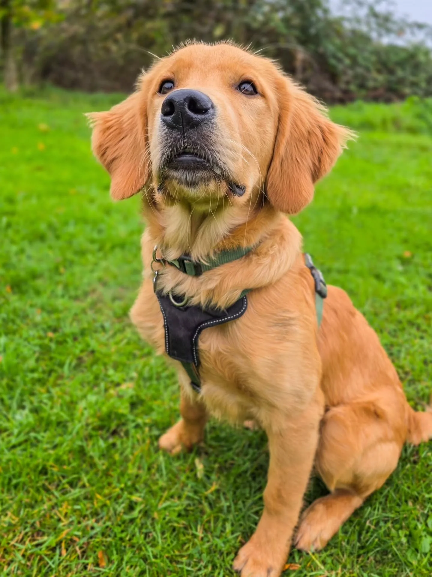 Bagel is back! 🥳

No time like the present too as someone's hormones are very much doing hormonal things. Pair that with a strong working instinct and things could get very interesting indeed. In reality, he's a very typical (mostly) working line pu